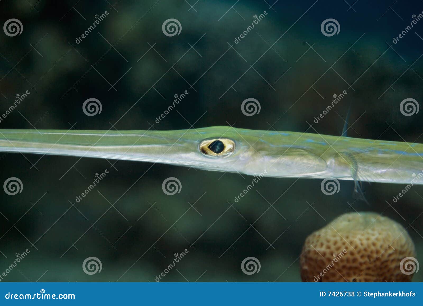 Liso Do Fistularia) Foto de Stock Imagem de