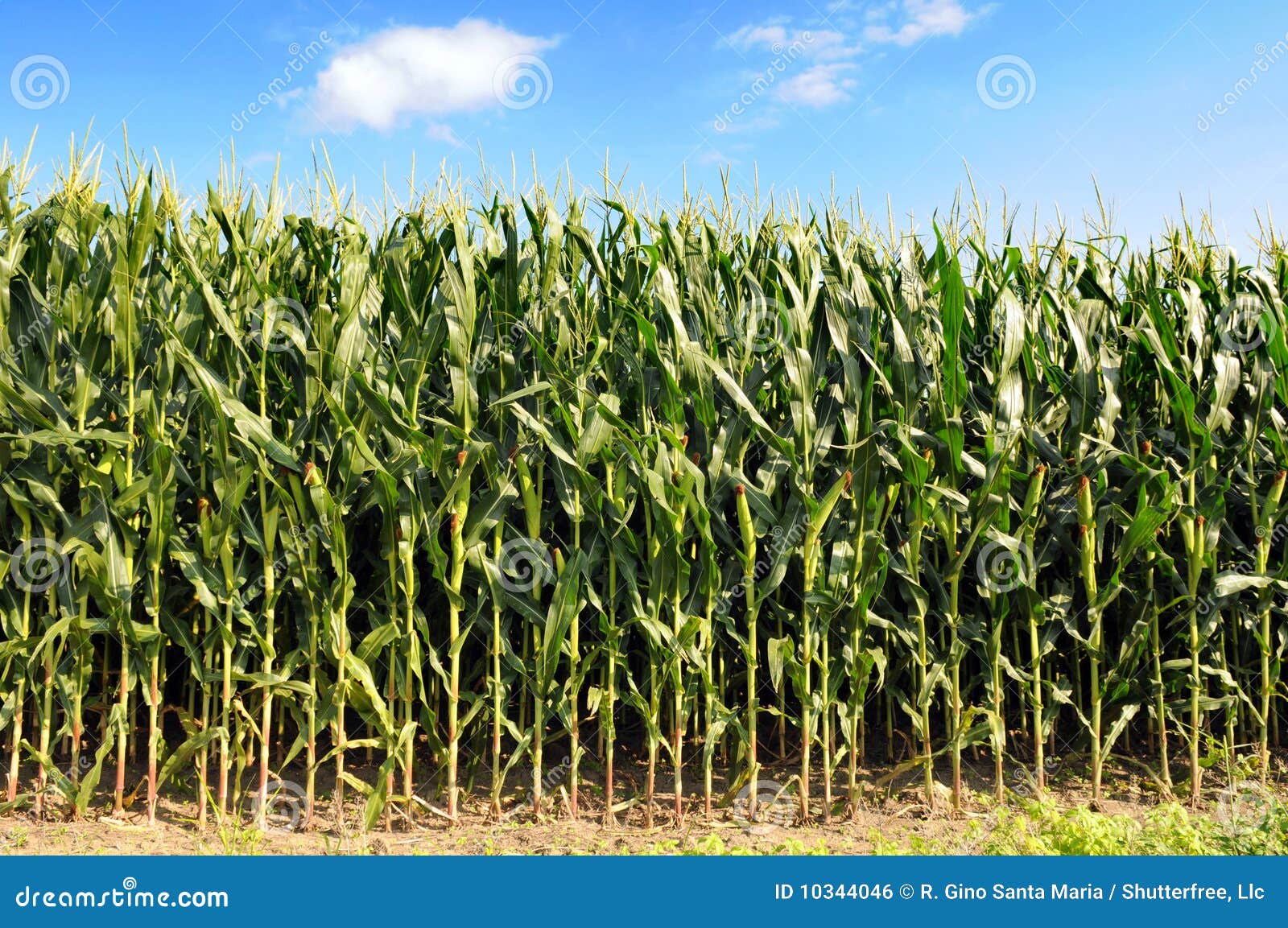 cornfield