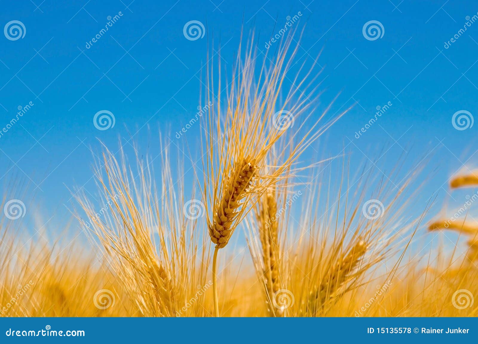 cornfield