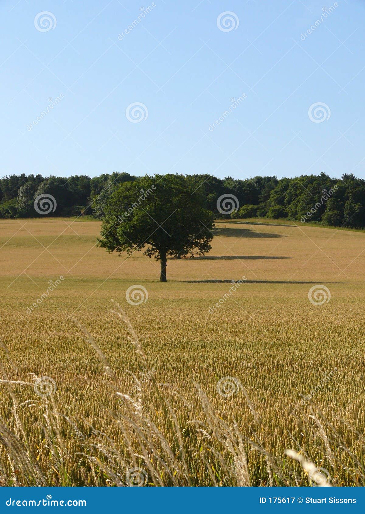 English cornfield awaiting harvesting with blue sky