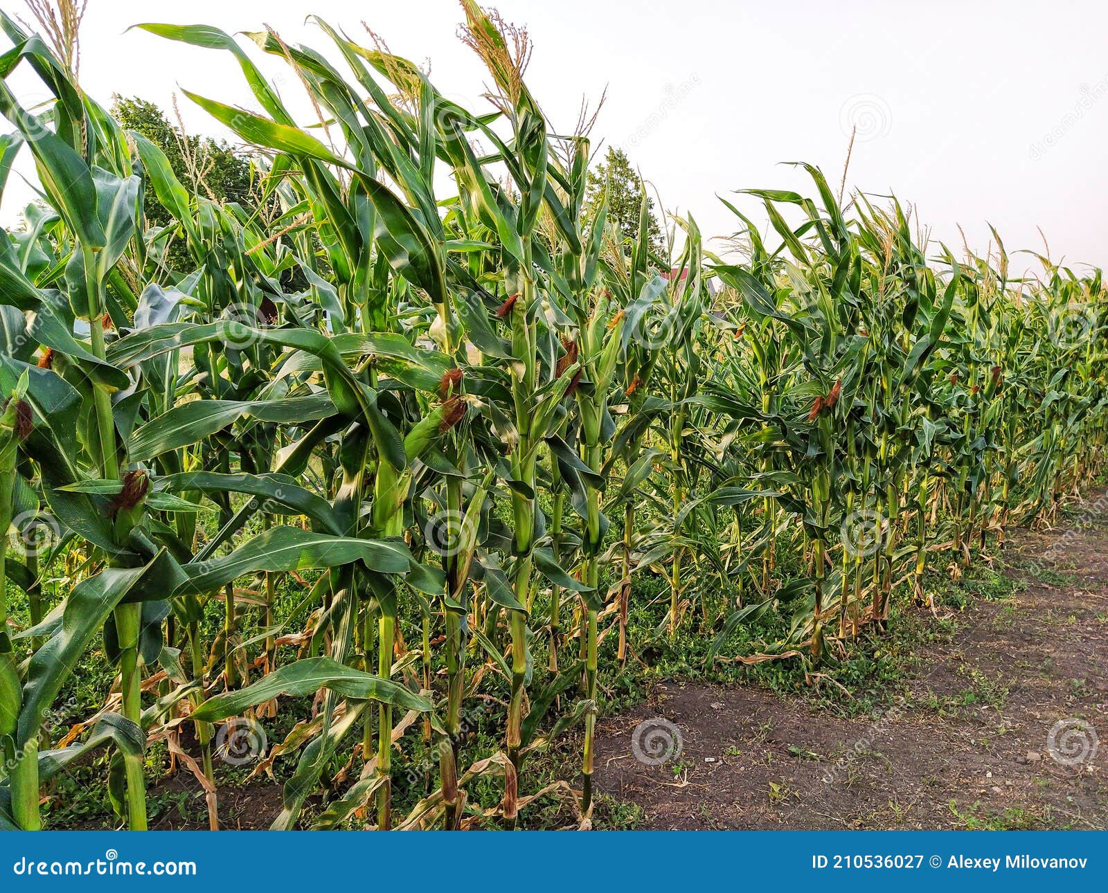 Cornfield, Corn Flutters in Wind Stock Image Image of field, flutters 210536027