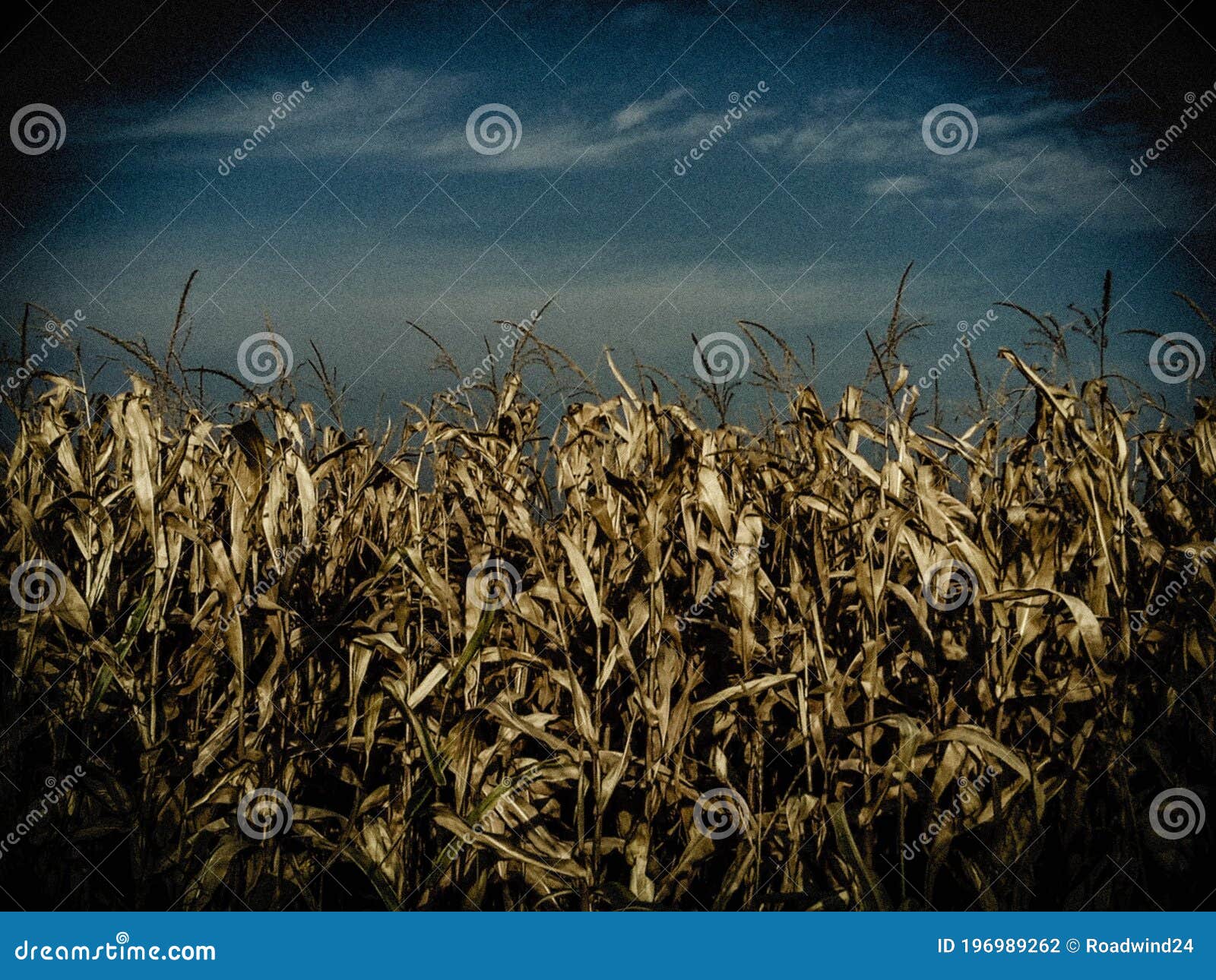 Cornfield before dark stock photo. Image of creepy, sunset 196989262