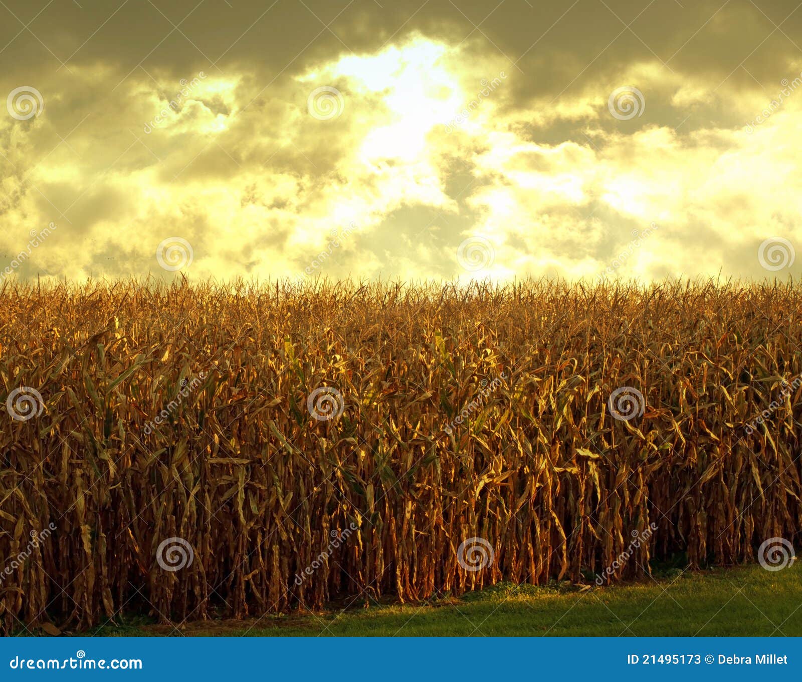 cornfield at dusk