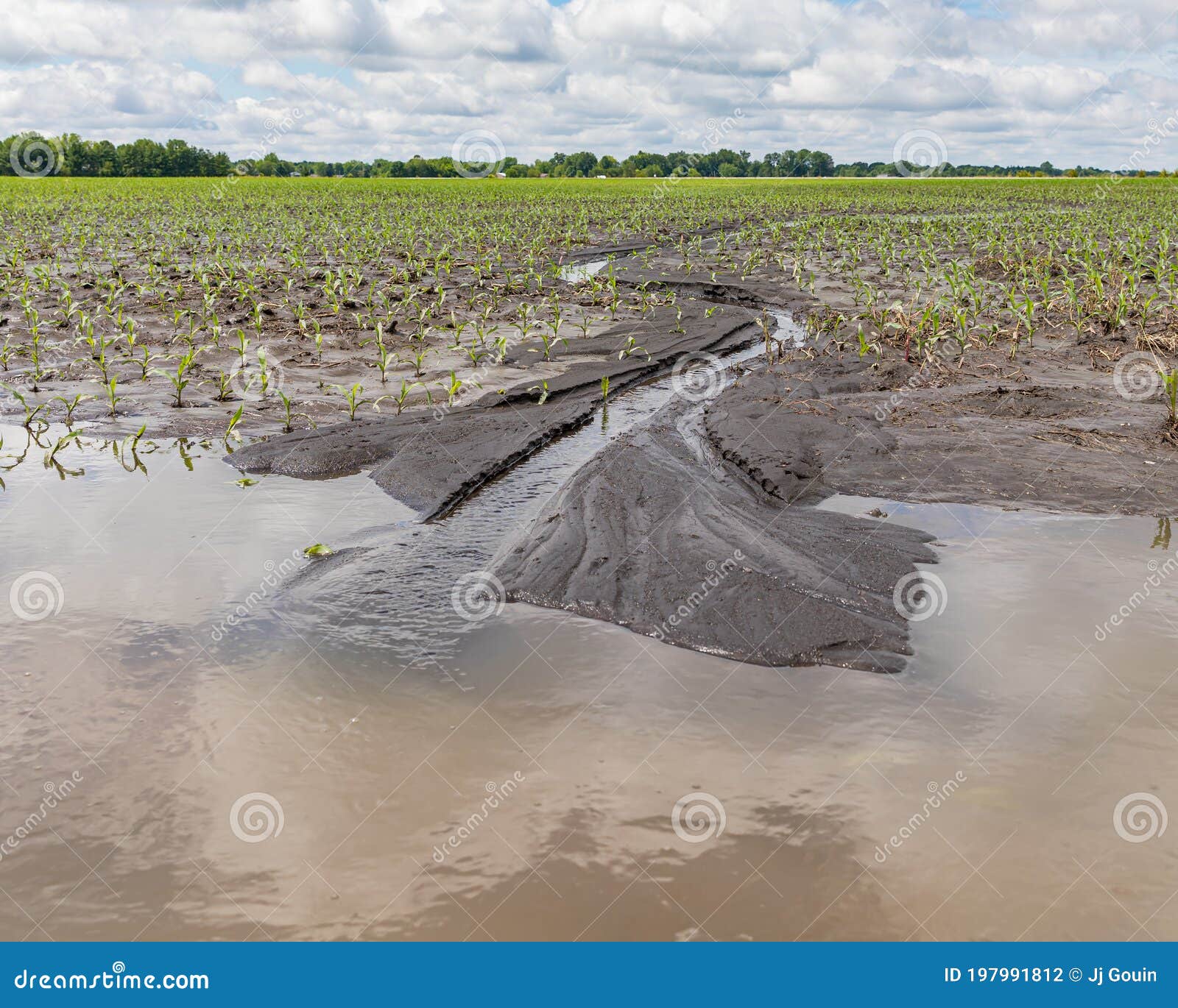 cornfield flooding, crop damage and soil erosion from heavy rains and storms.