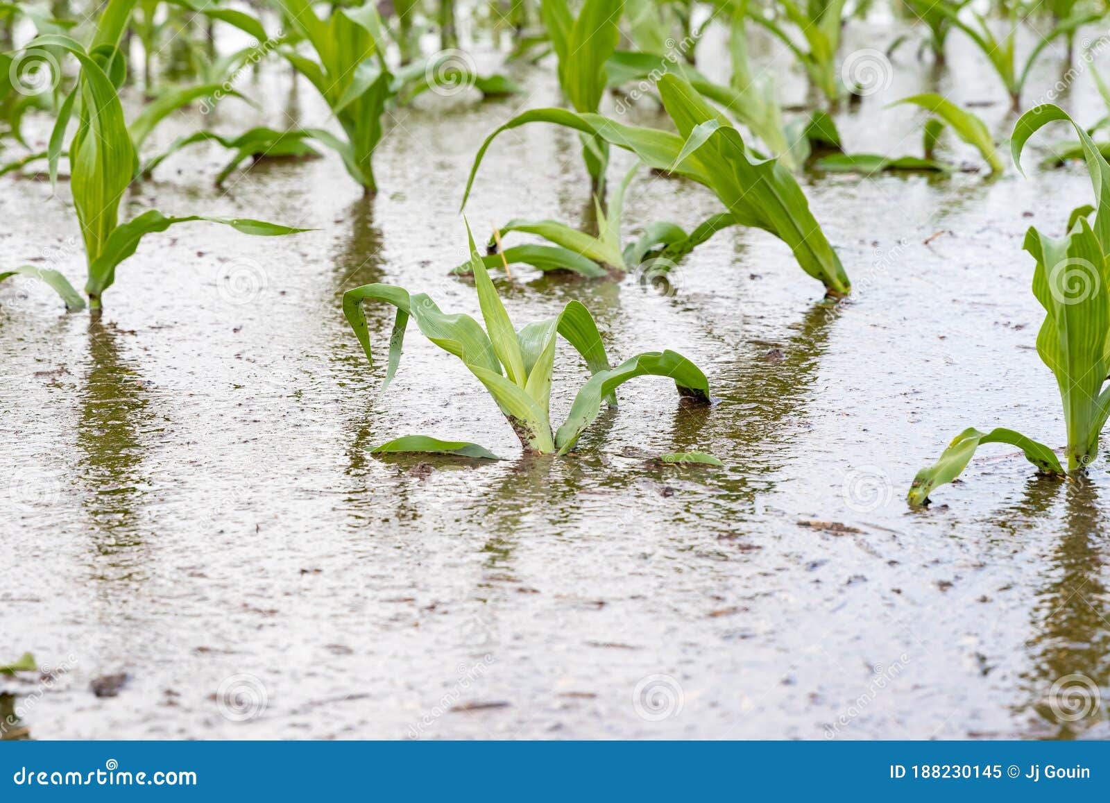 cornfield flooding due to heavy rain and storms in the midwest