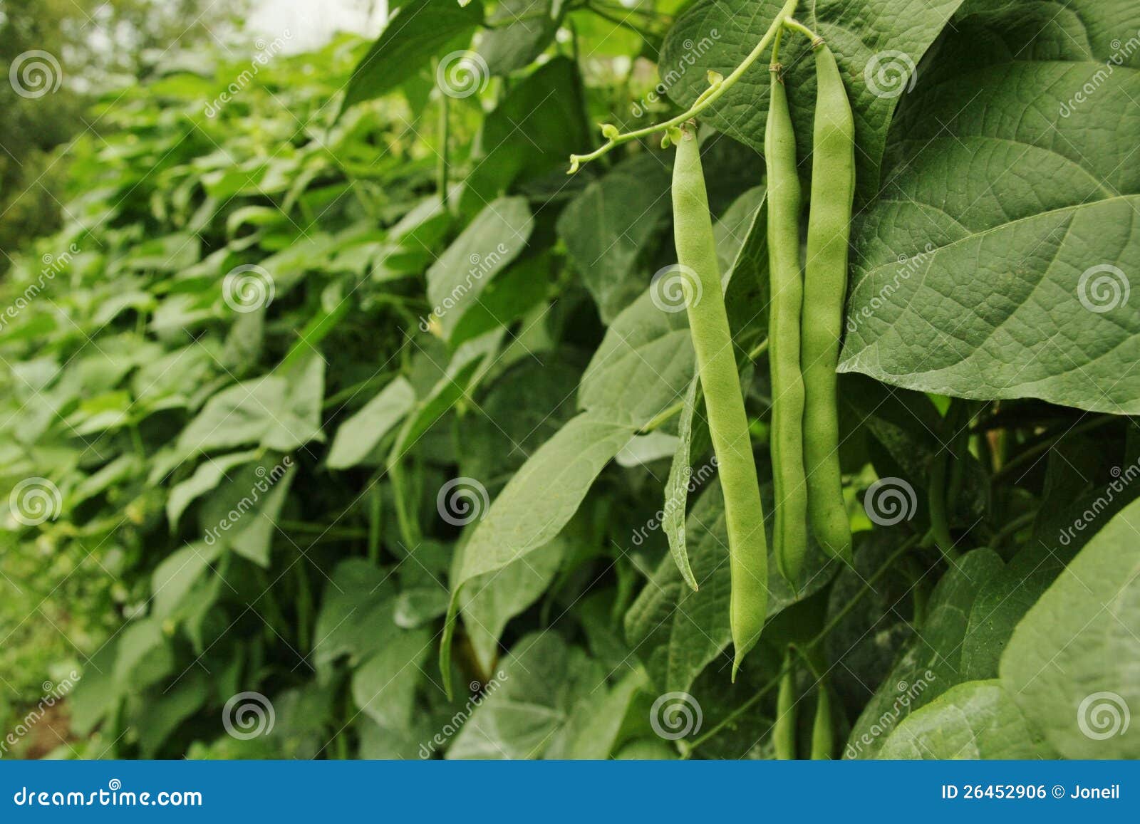 Green Beans Isolated On A White Background. Clipping Path Stock ...
