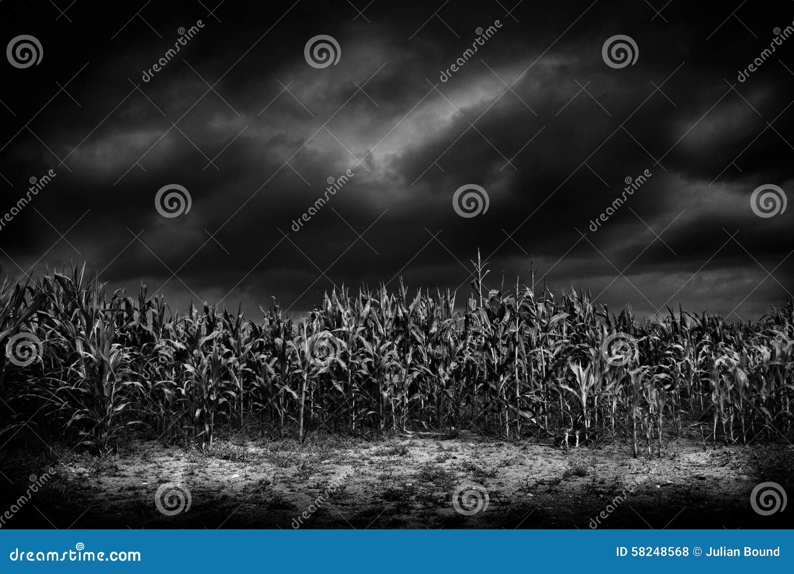 Cornfield in Moonlight, Oswestry, Shropshire, England Stock Photo