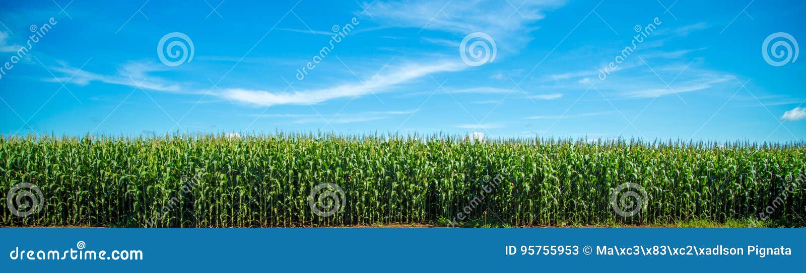 cornfield plantation plant
