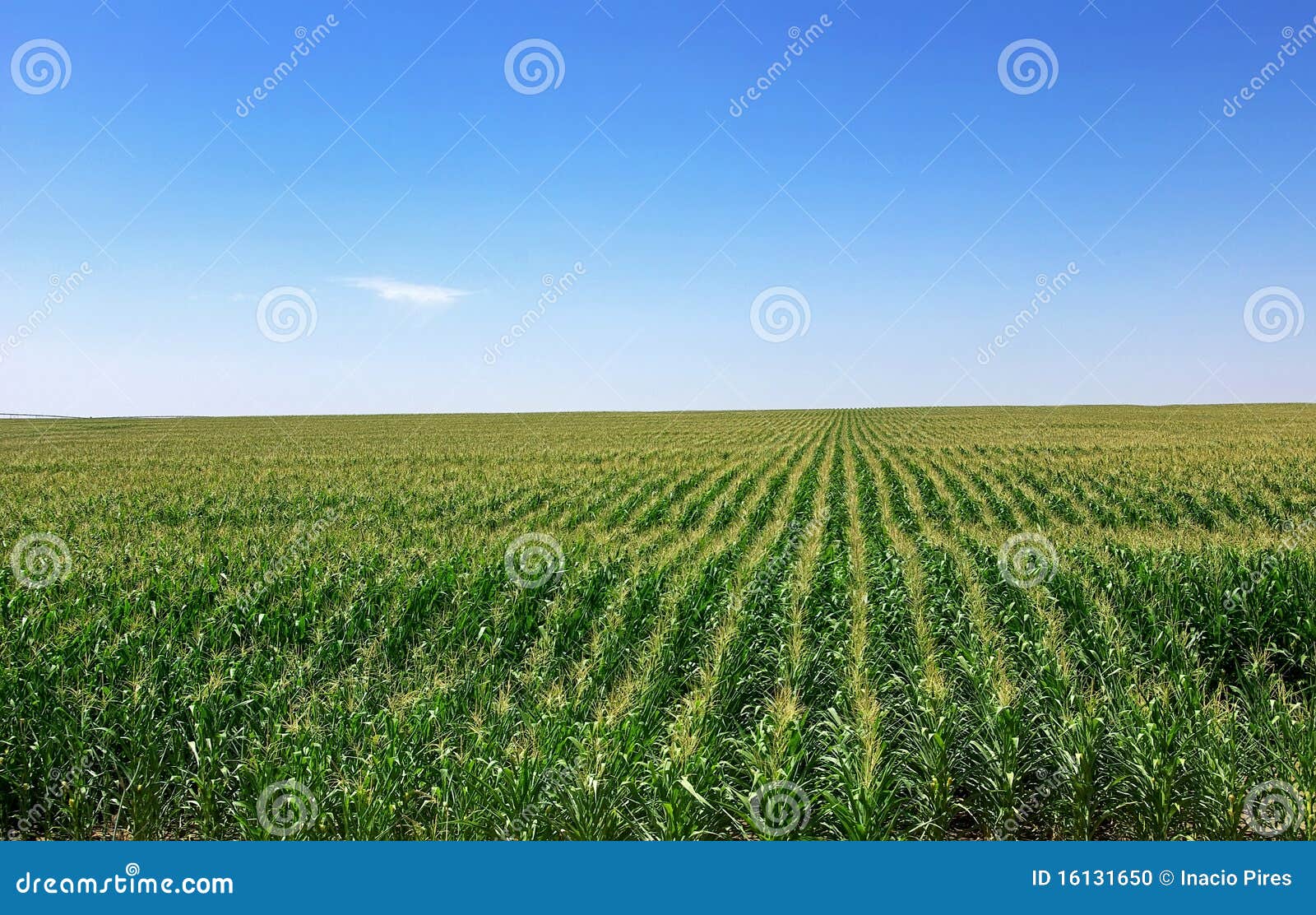 cornfield at portugal.