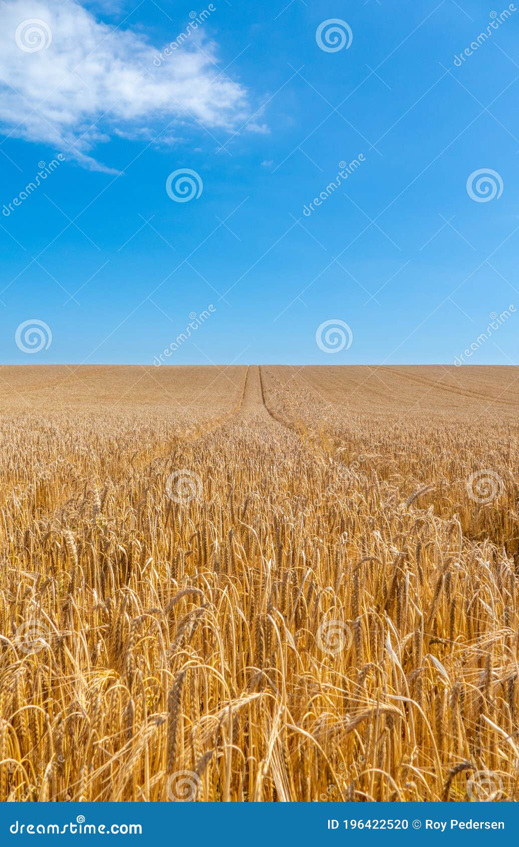 Golden Cornfield Ready for Harvest Stock Photo Image of corn