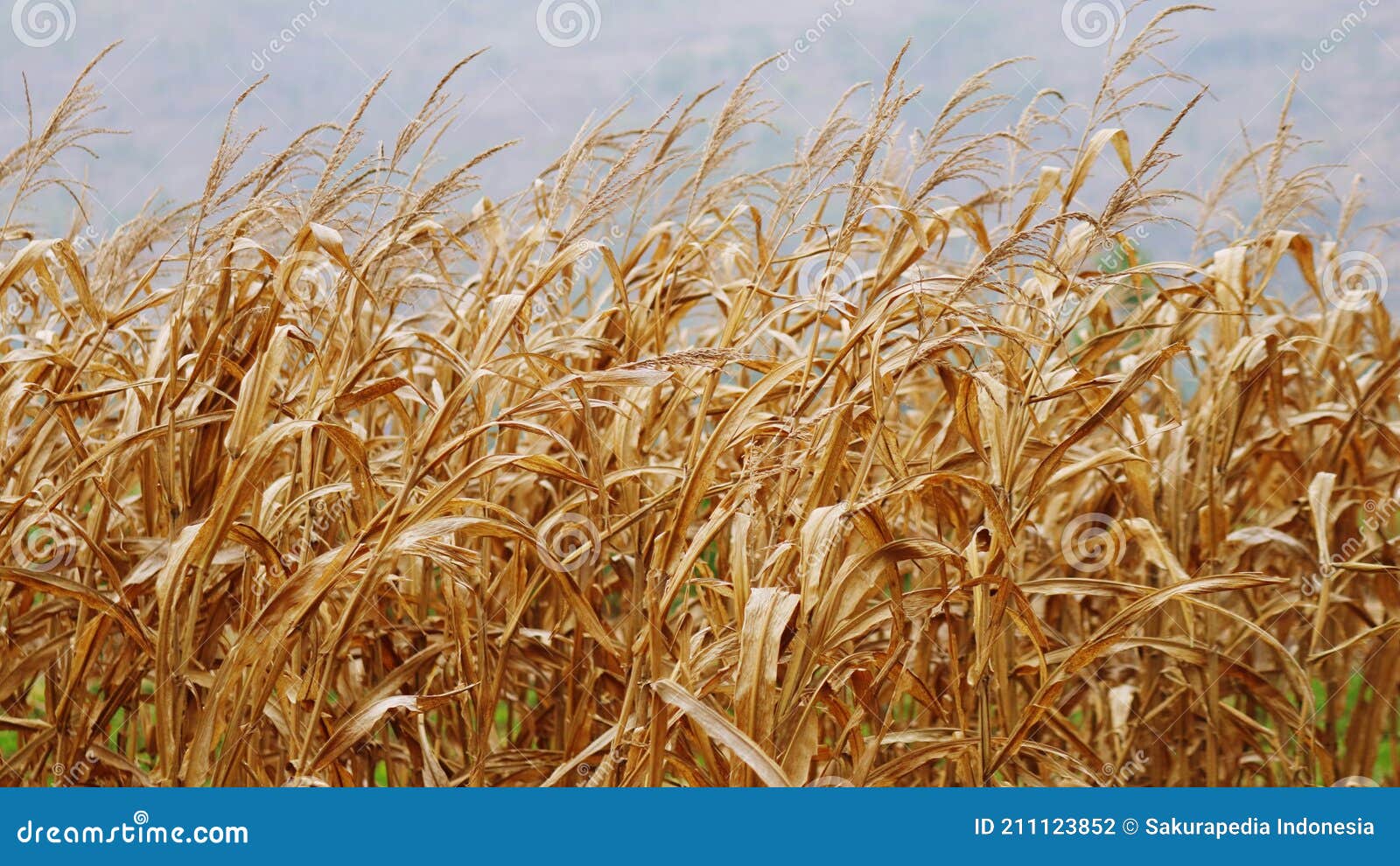 Corn Field Ready for Harvest Stock Photo Image of farm, tree 211123852