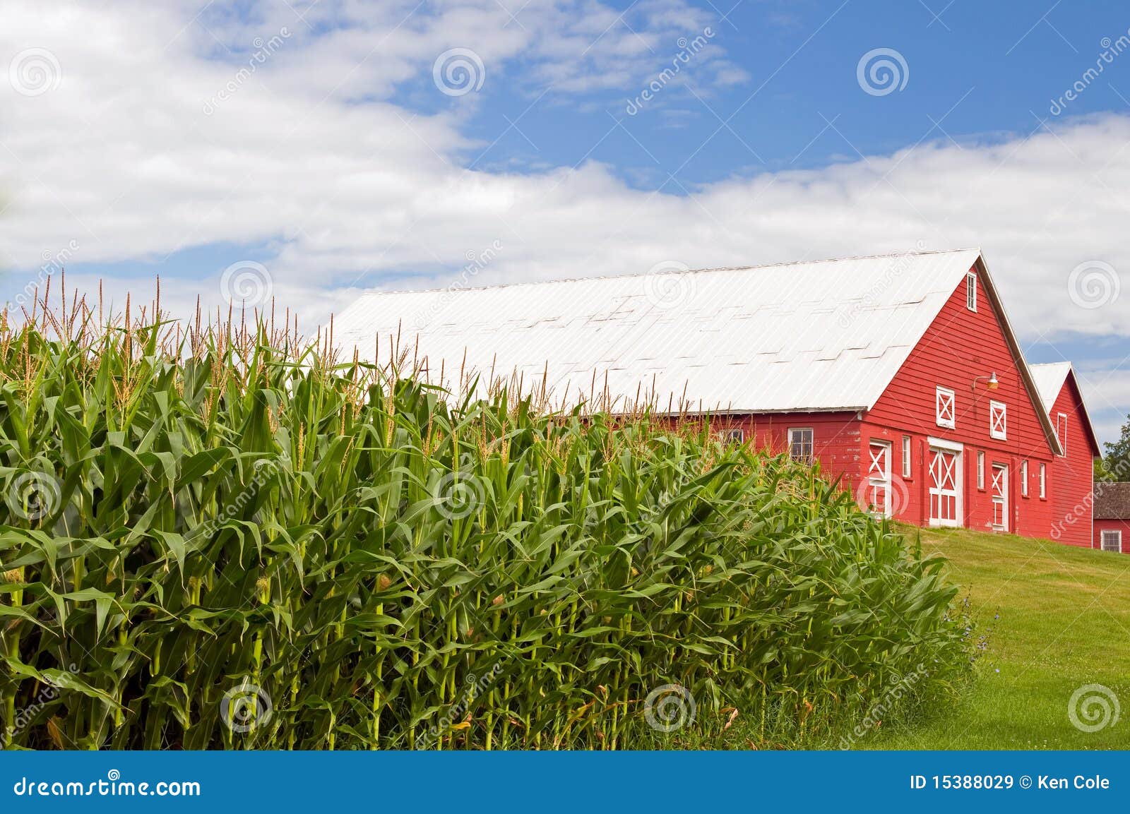 cornfield and red barn