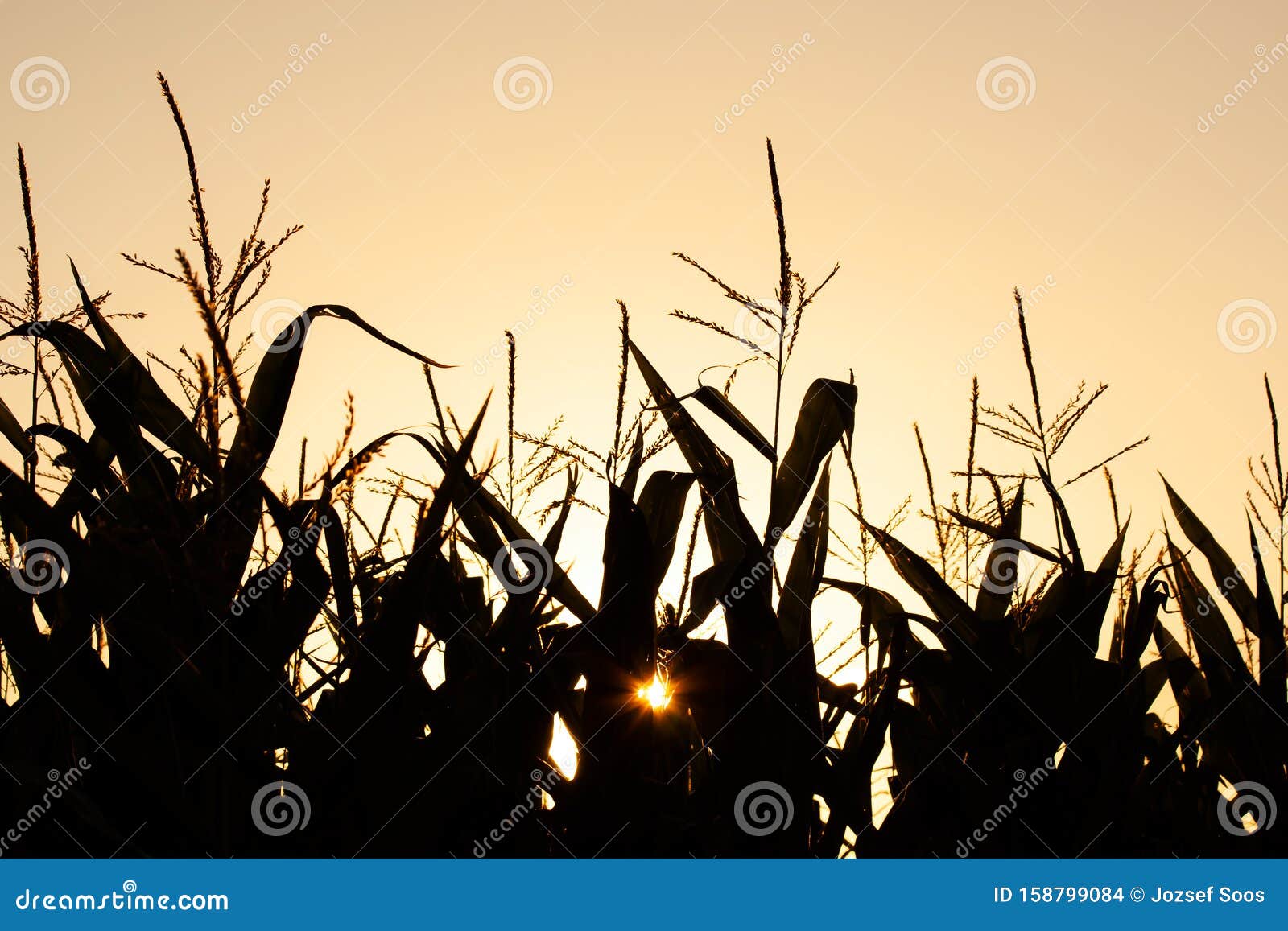cornfield silhouette landscape in the sunset