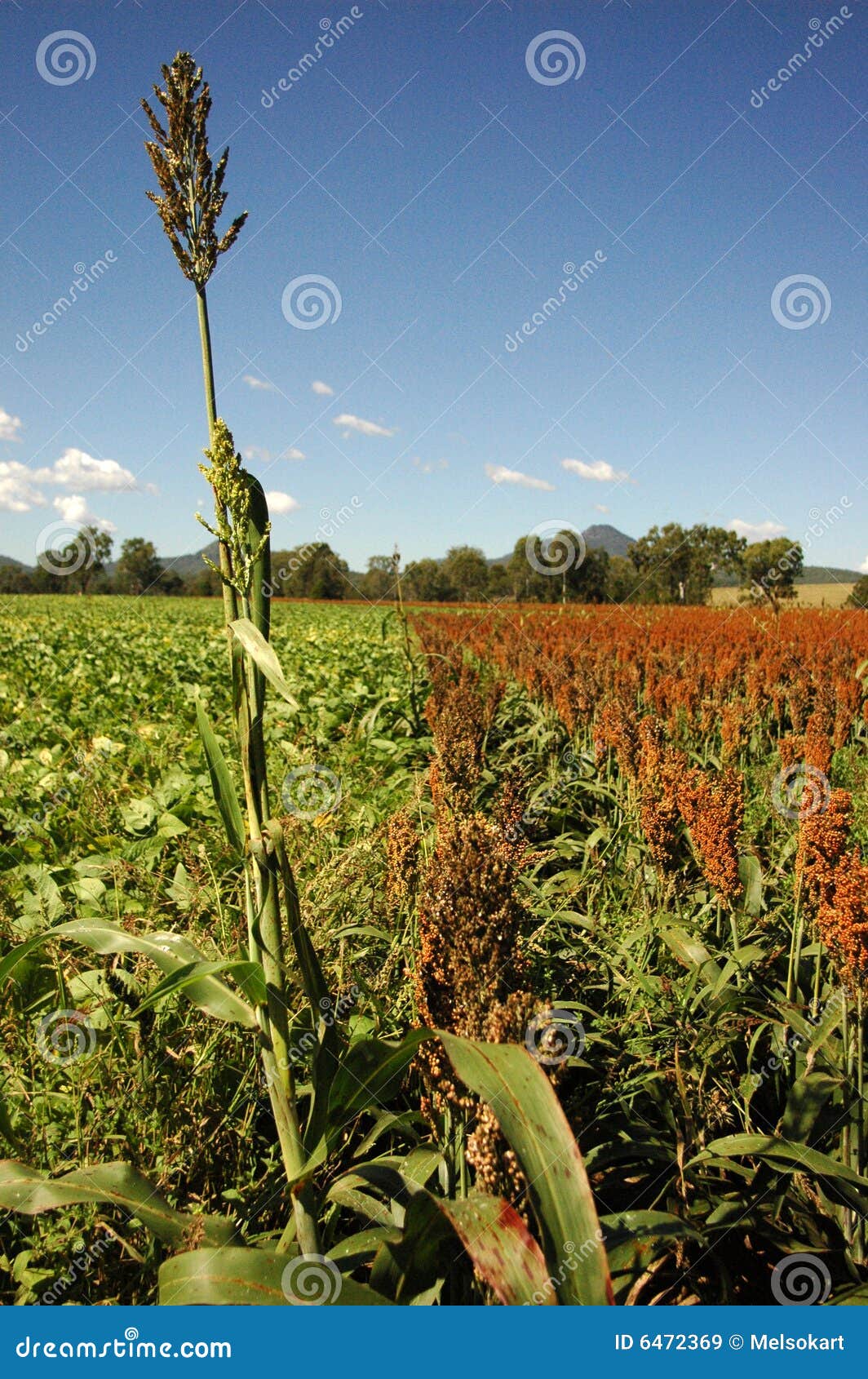 Cornfield, South East Queensland Stock Image Image of agriculture