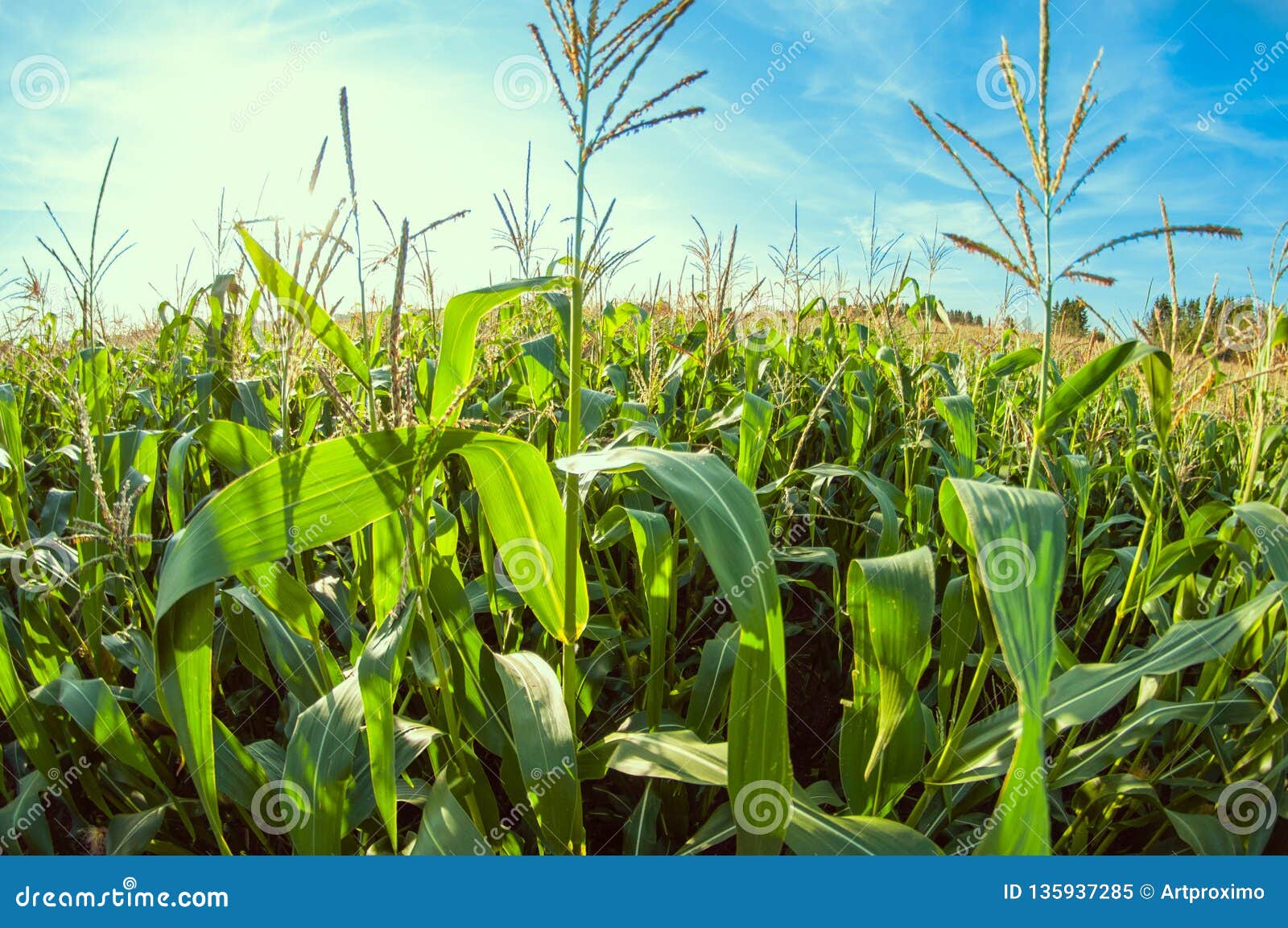 Download Cornfield On A Sunny Day, Corn Leaves, Distortion Perspective Fisheye Lens View Stock Image ...