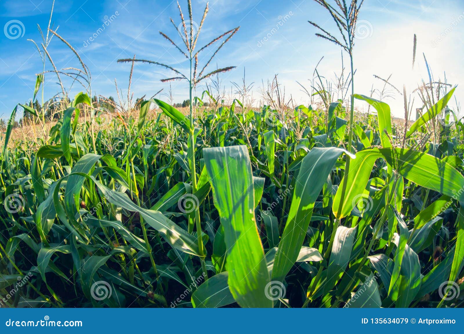 Download Cornfield On A Sunny Day, Corn Leaves, Distortion Perspective Fisheye Lens View Stock Image ...