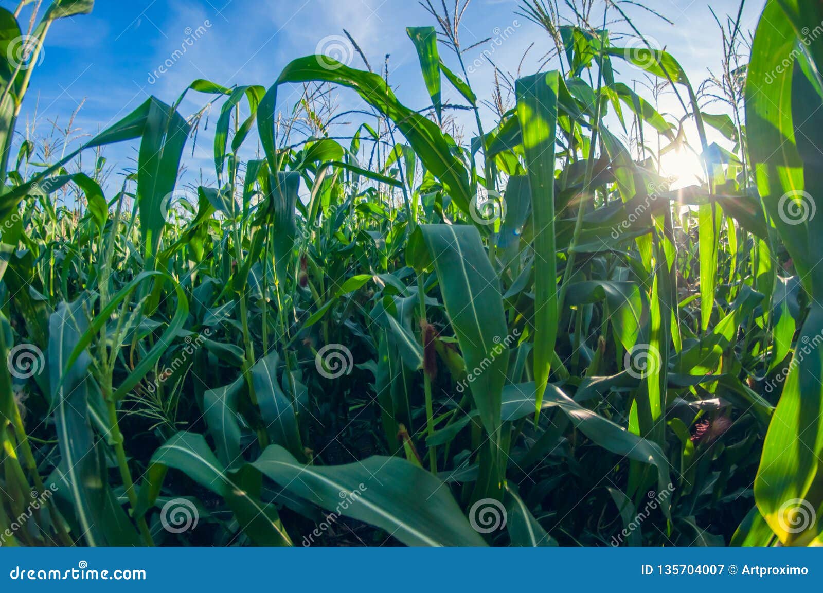 Download Cornfield On A Sunny Day, Corn Leaves, Distortion Perspective Fisheye Lens View Stock Image ...