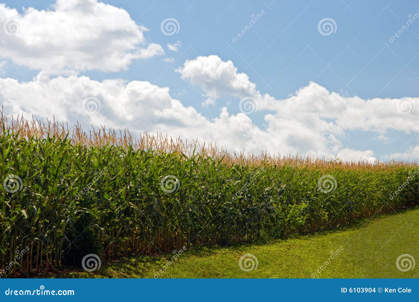 cornfield under summer sky