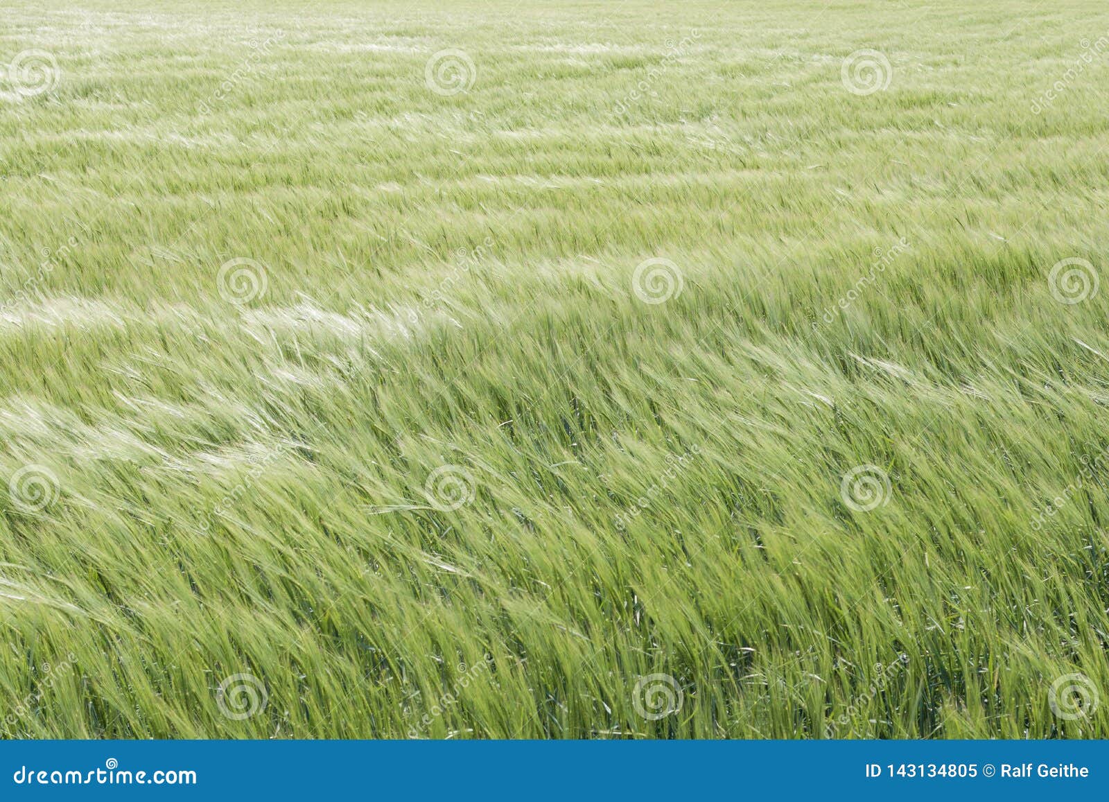 Cornfield in the wind stock image. Image of barley, natural 143134805