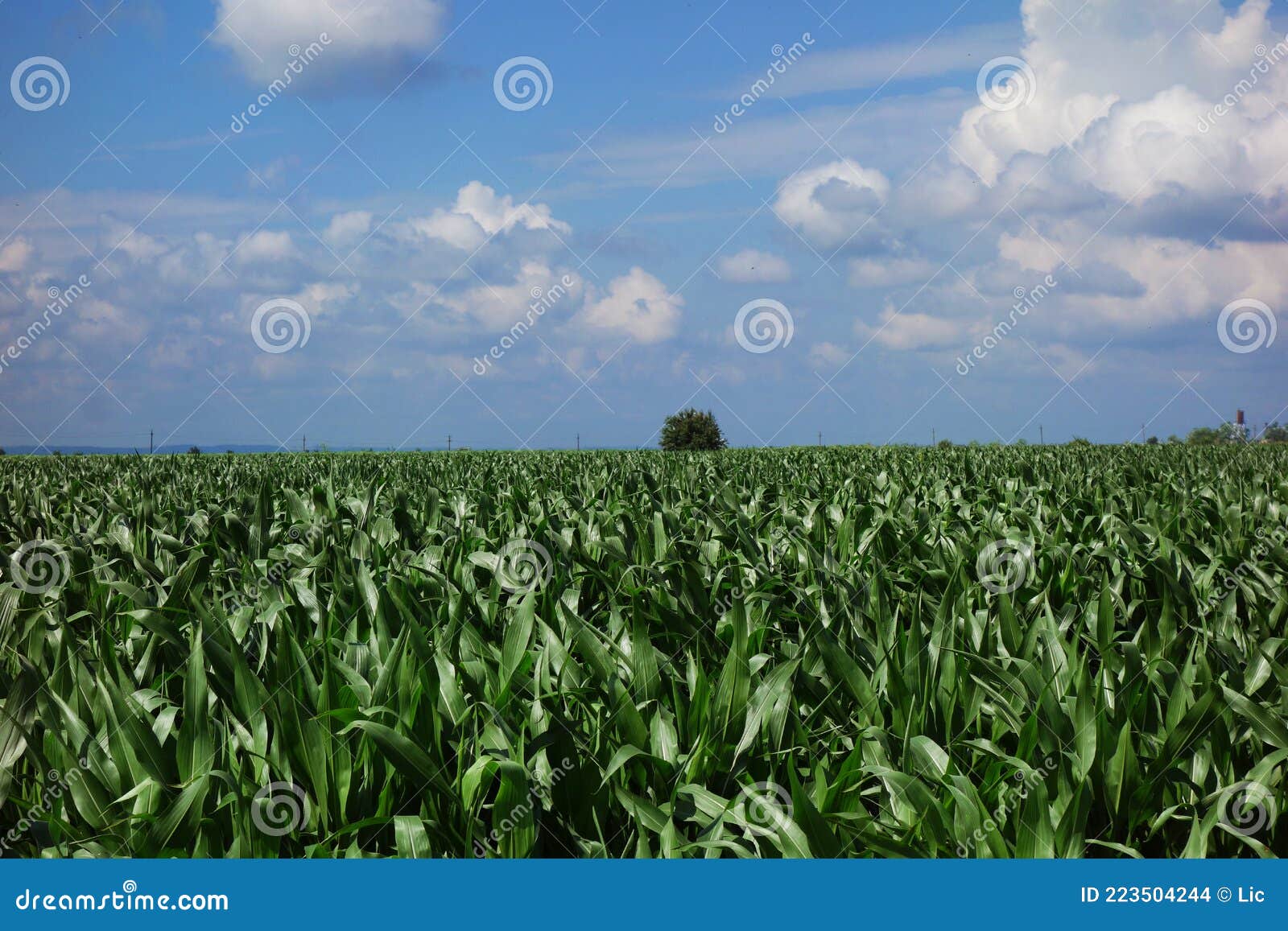 The Cornfields Turned Green Under the Blue Sky Stock Photo Image of