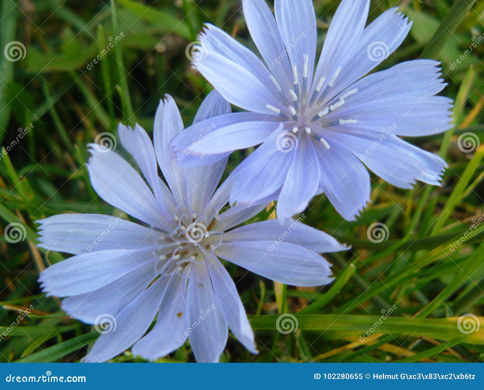 Cornflower σε έναν τομέα στην Αυστρία