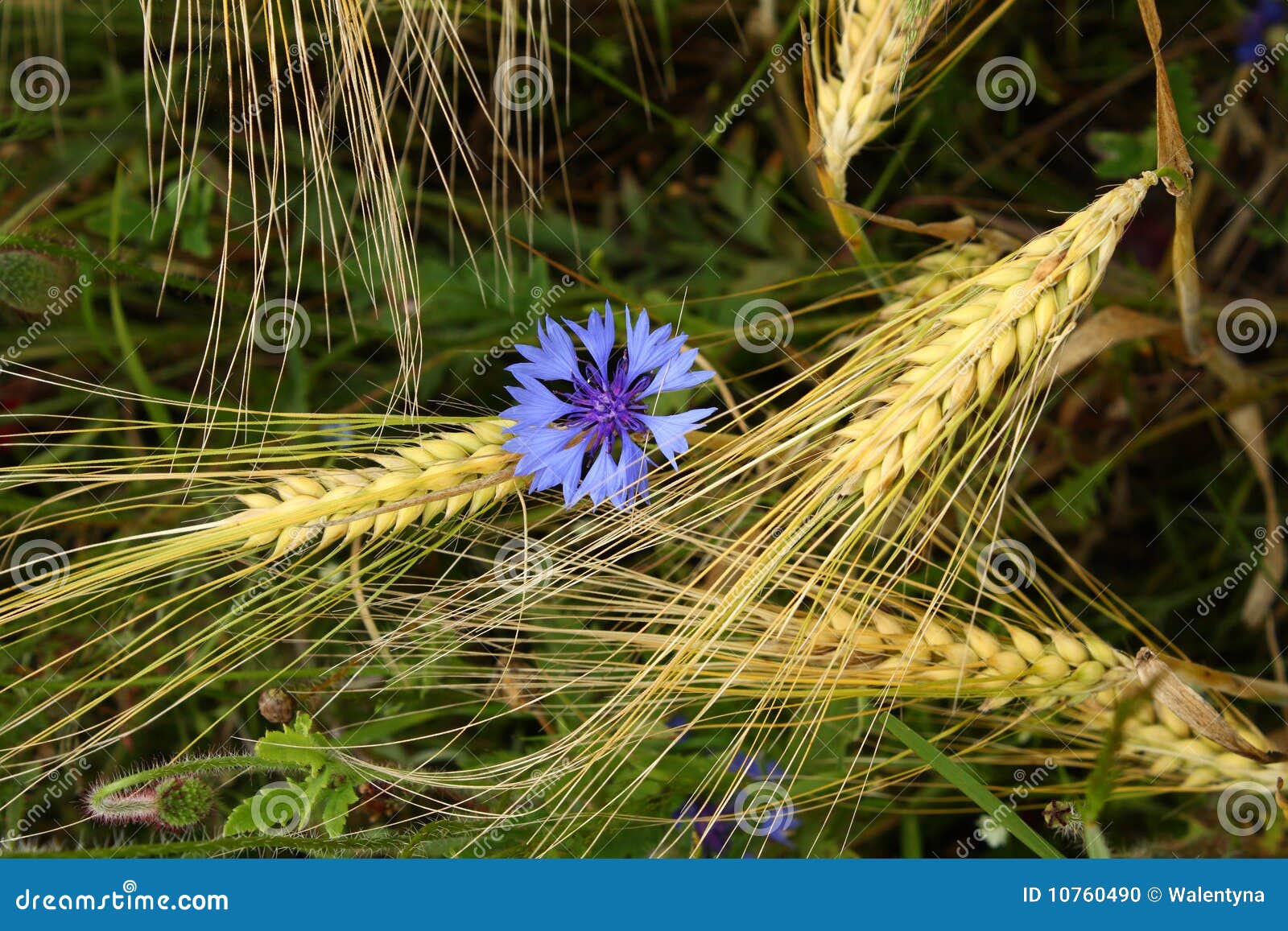 Cornflower stock photo. Image of cornflowers, blue, field 10760490