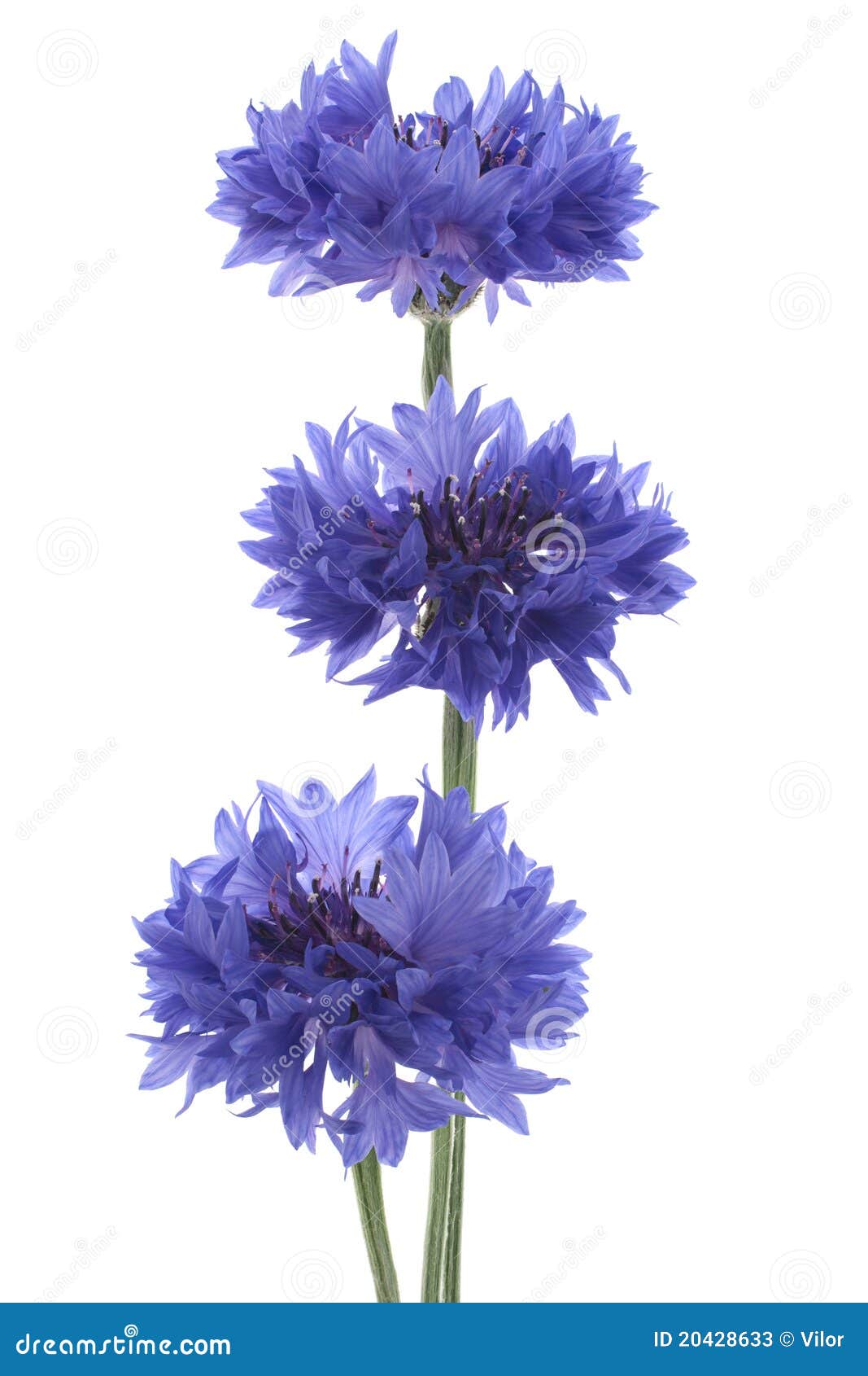 Cornflower stock image. Image of three, plant, deep, bluebottle 20428633