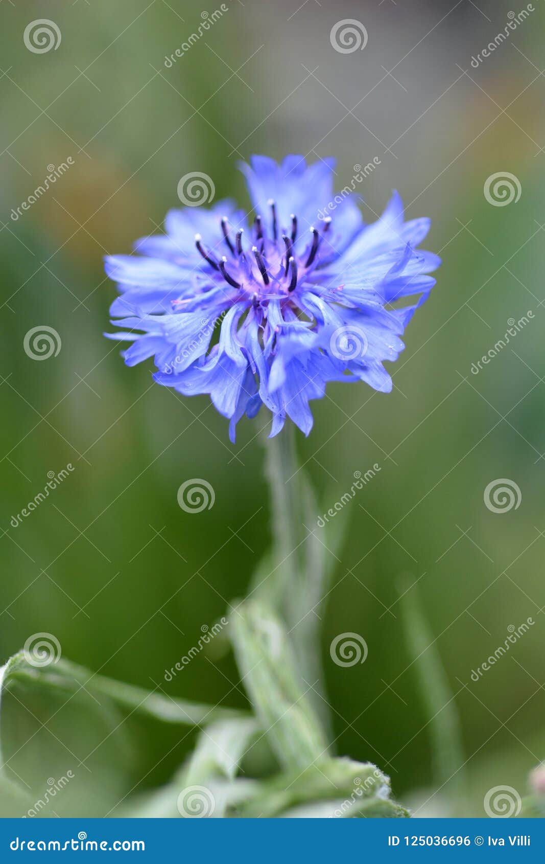 Cornflower stock photo. Image of cornflower, outdoors 125036696