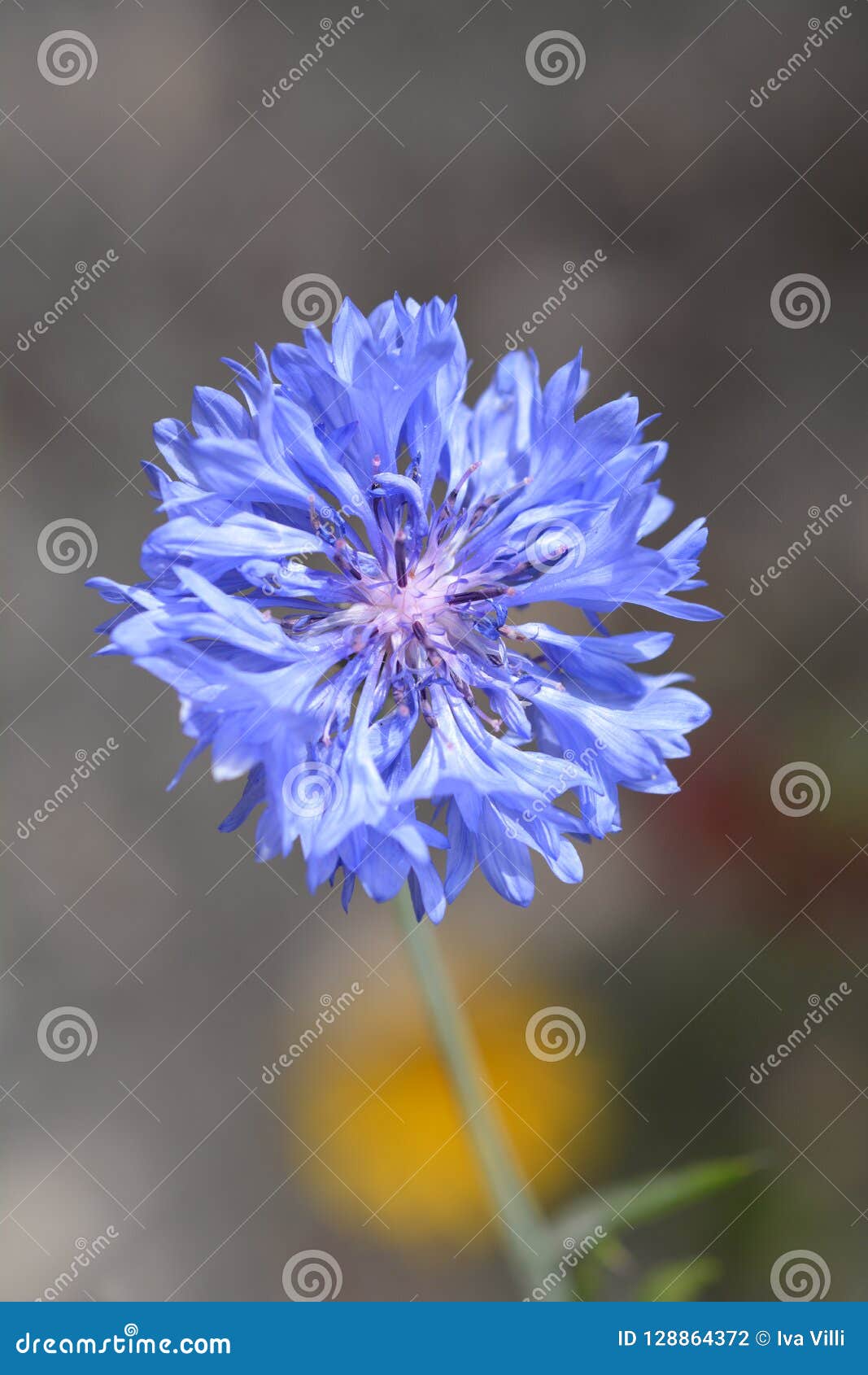 Cornflower stock photo. Image of blue, summer, outdoors 128864372