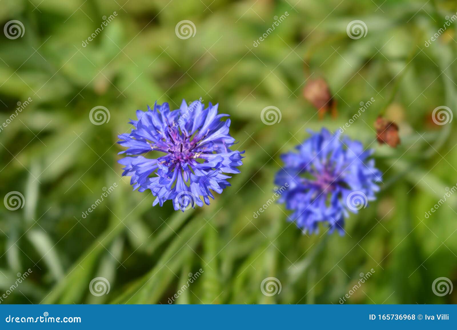 Cornflower stock photo. Image of view, garden, white 165736968