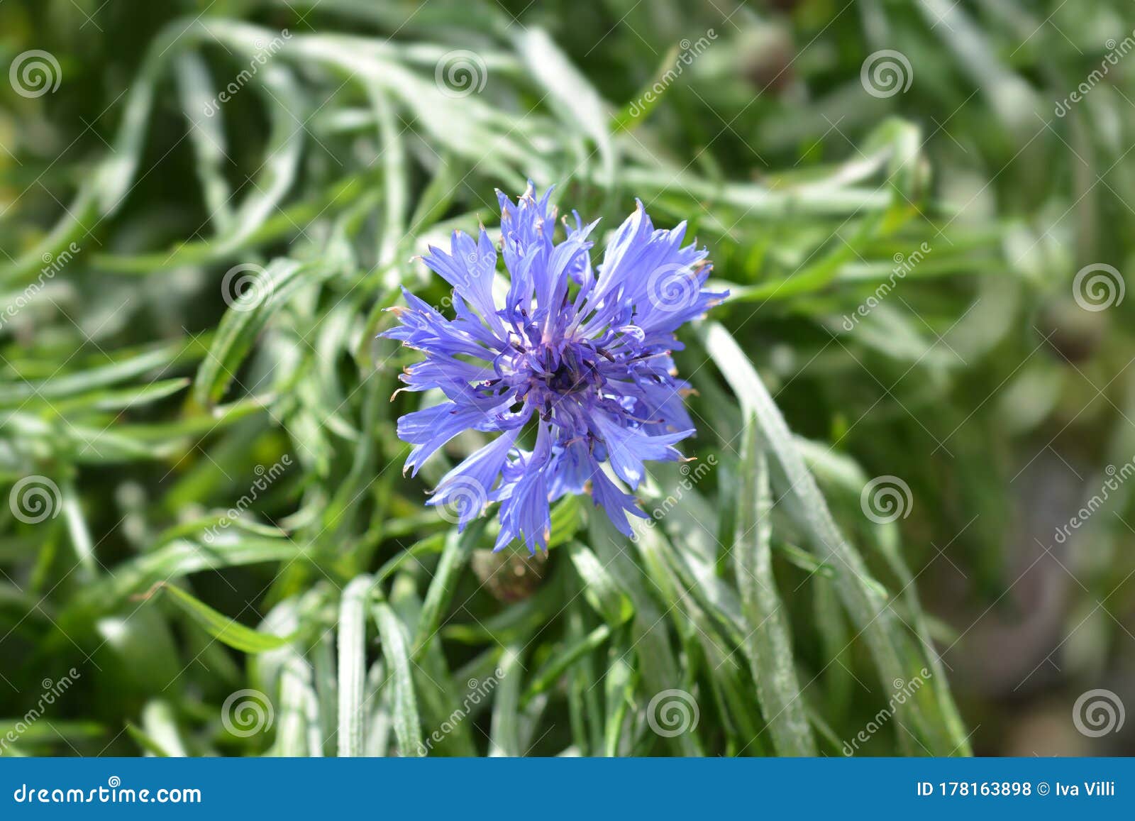 Cornflower stock photo. Image of close, cyanus, segetum 178163898