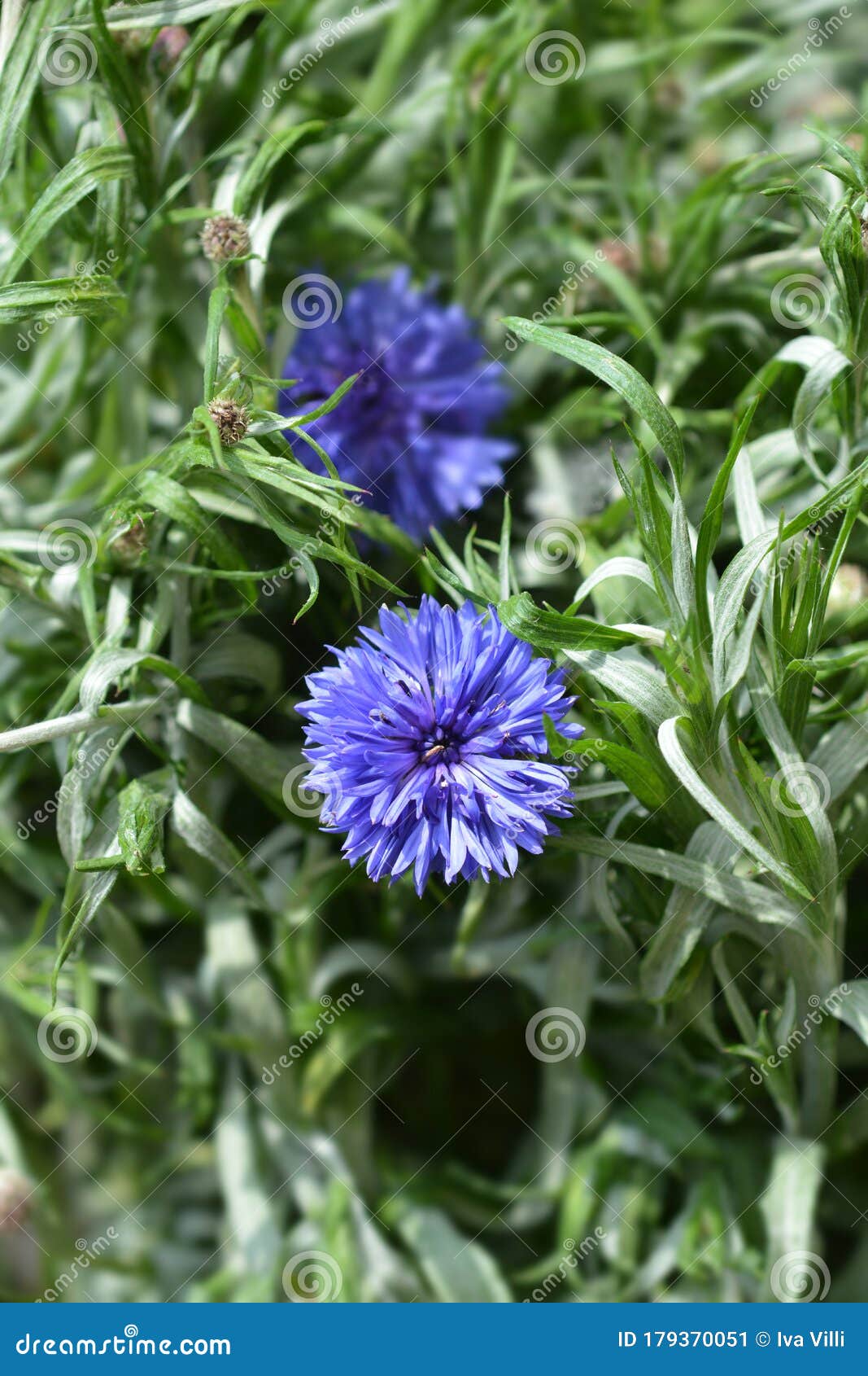 Cornflower stock image. Image of garden, button, blue 179370051