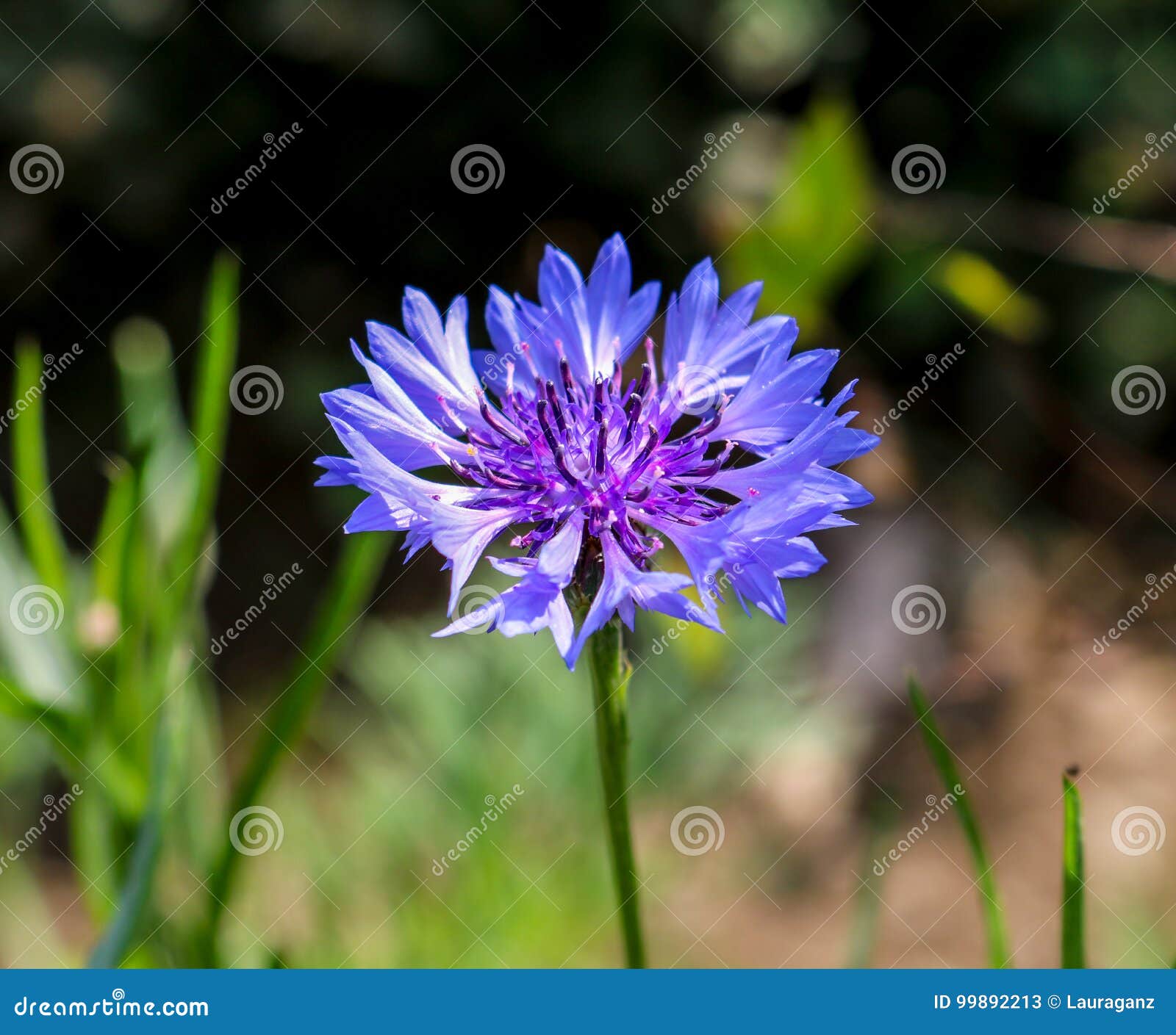 Cornflower stock image. Image of summer, colored, growth 99892213
