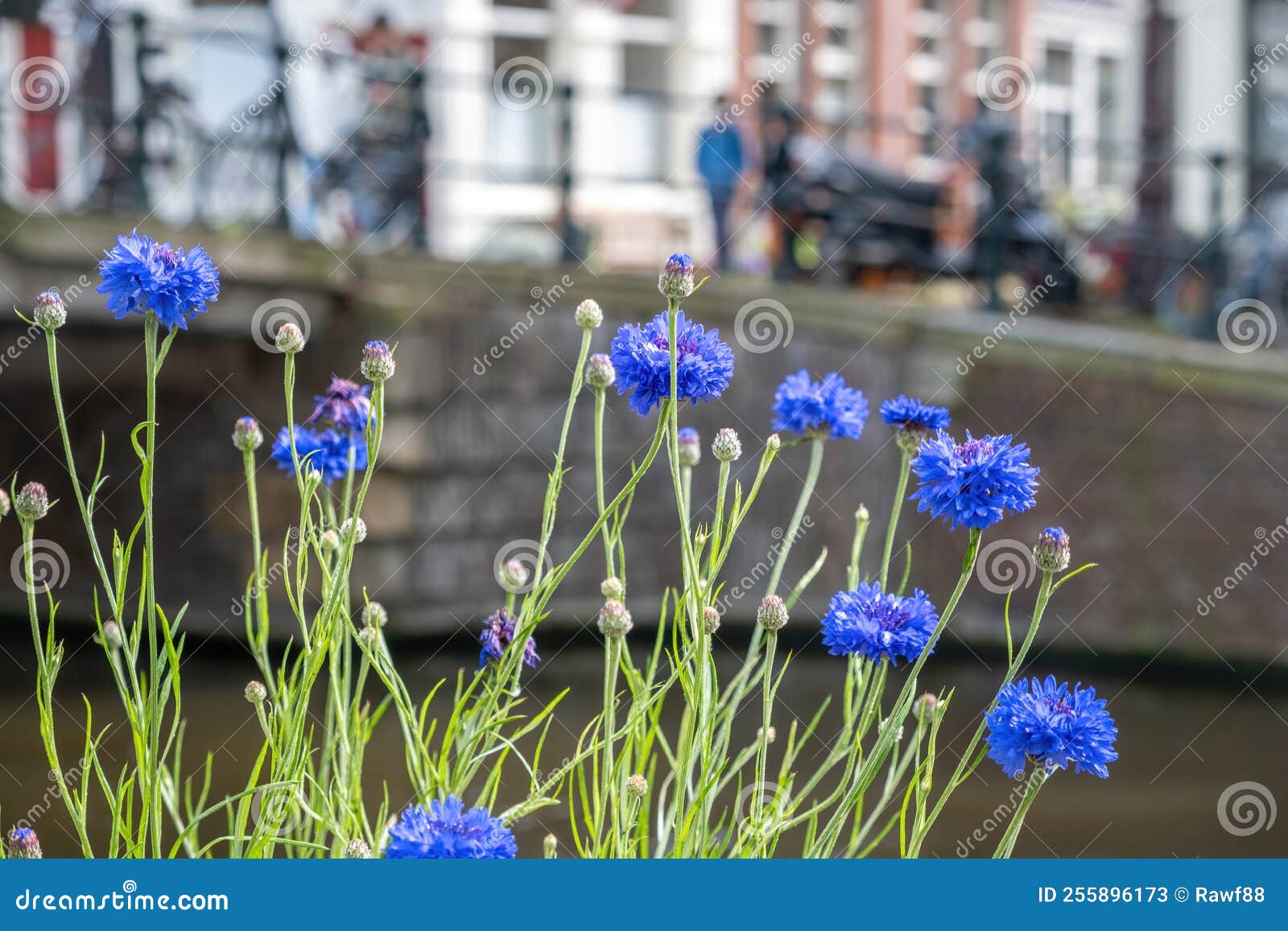 cornflower, centaurea cyanus, bachelor`s button, blue flower at netherlands. blur background