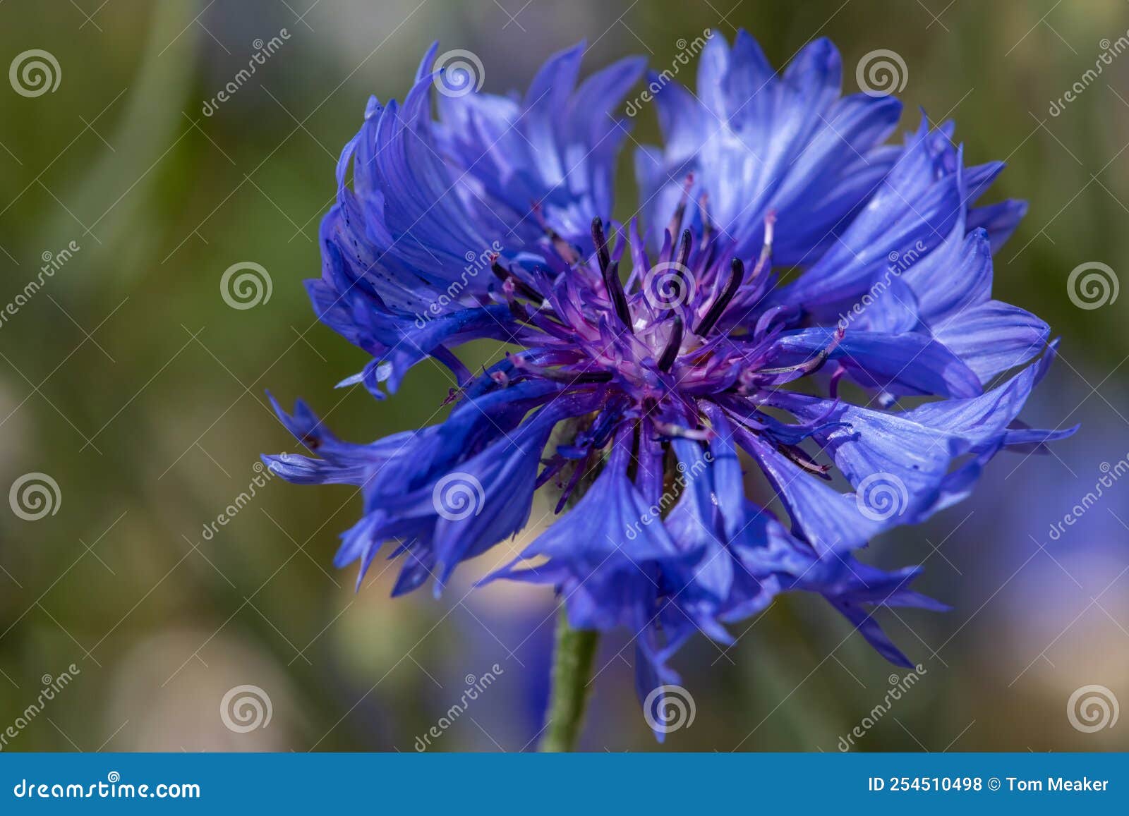 Cornflower Centaurea Cyanus Stock Photo Image of blue, horticulture