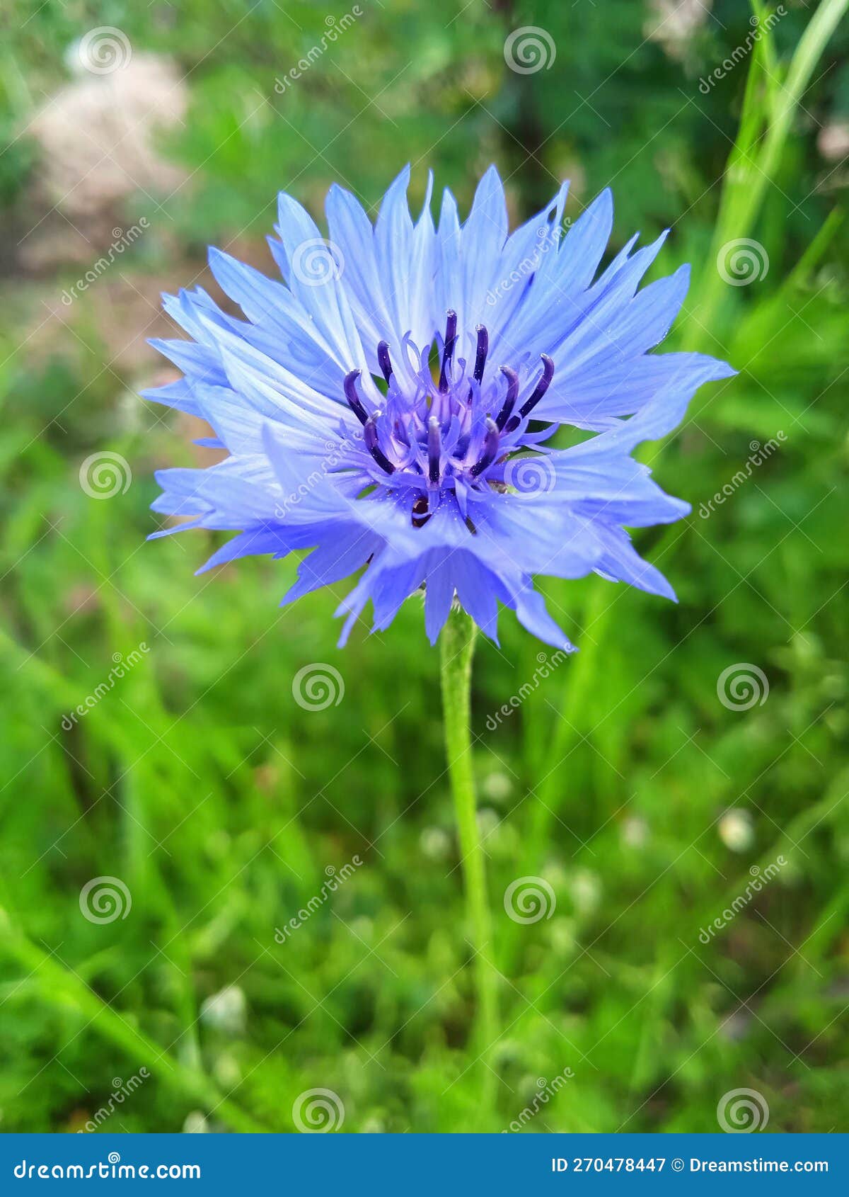 Cornflower flower stock image. Image of blossom, field 270478447