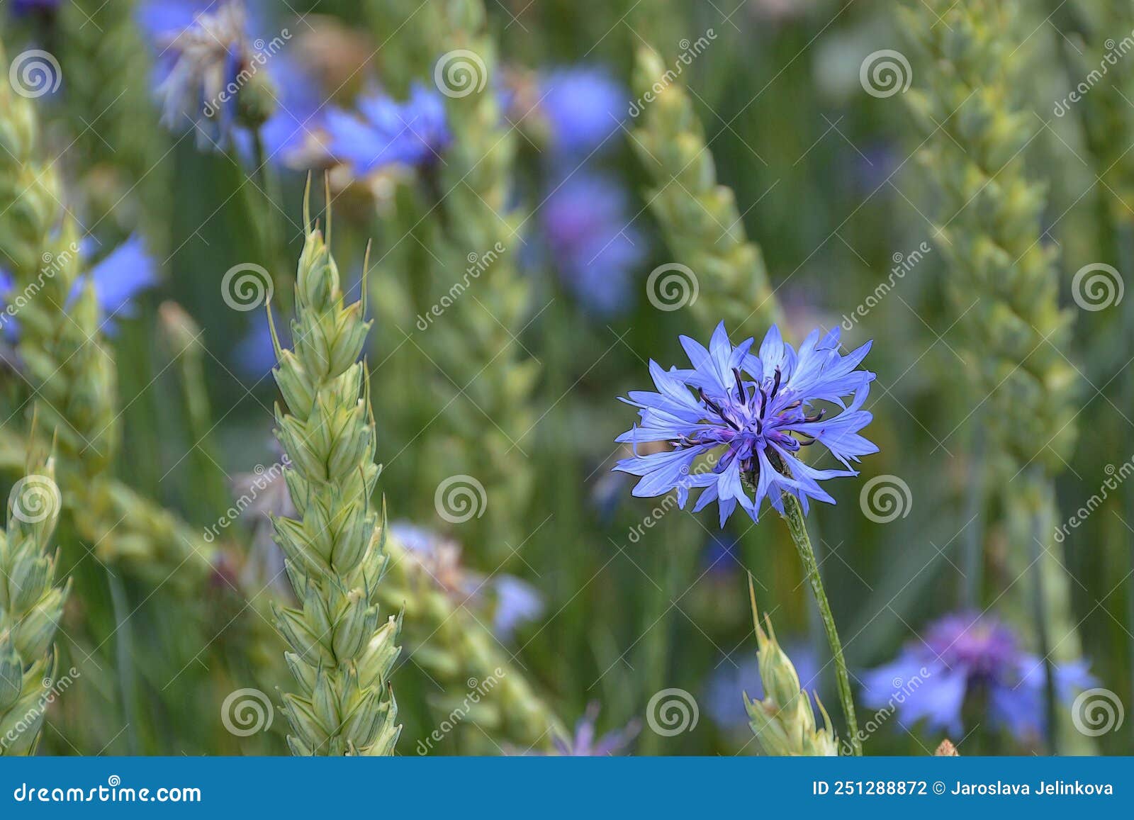 Cornflower Flowers among Ears of Wheat Stock Photo Image of head
