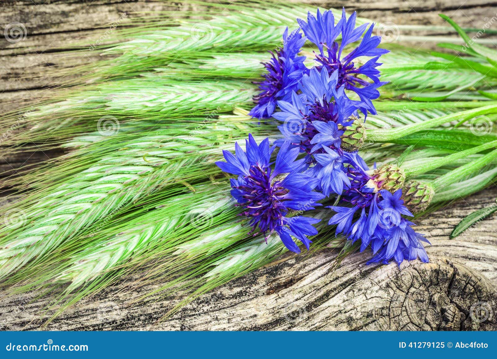 Cornflower with grain ears stock image. Image of ears 41279125