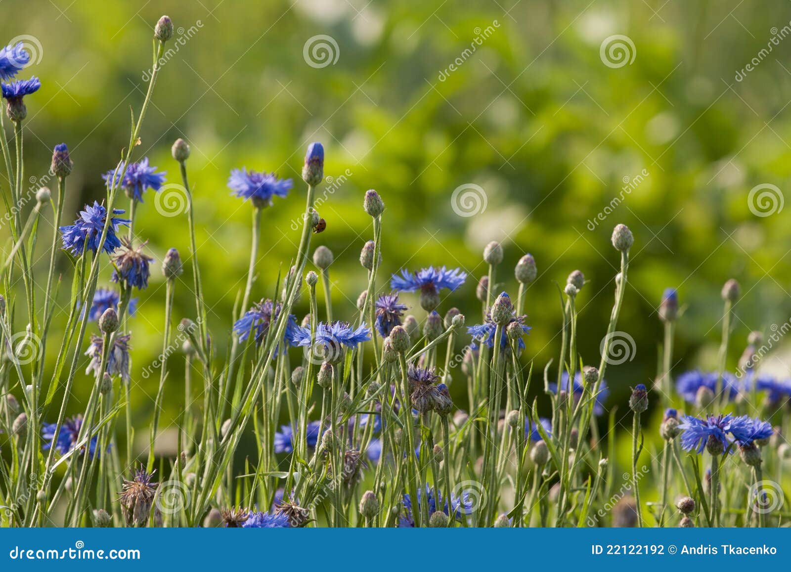 Cornflower in meadow stock photo. Image of sunny, ladybug 22122192