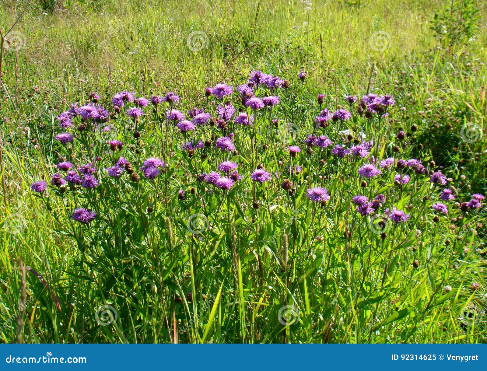 Cornflower meadow stock image. Image of floral, flower 92314625