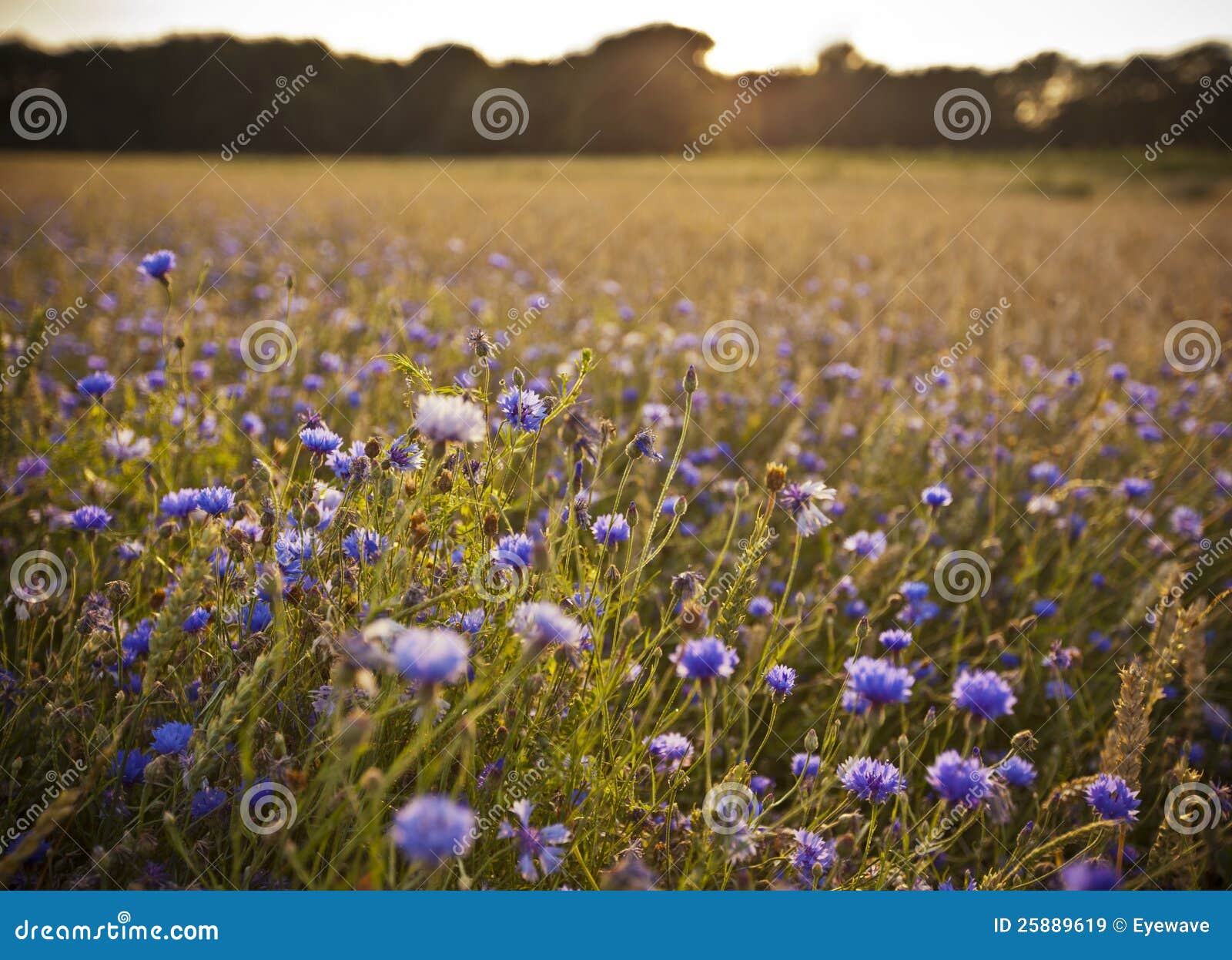 Cornflower Meadow in Evening Light Stock Image Image of blue