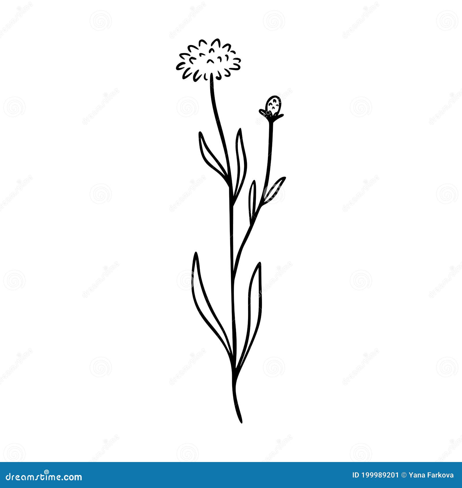 cornflower outline hand drawn logo . herbs doodle botanical icon cornflower for logo.    on white