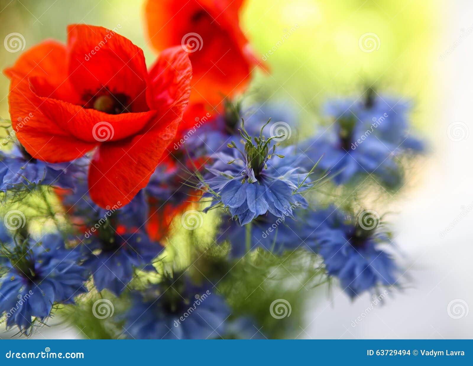 Cornflower and Poppy in the Bouquet Stock Photo Image of poppies