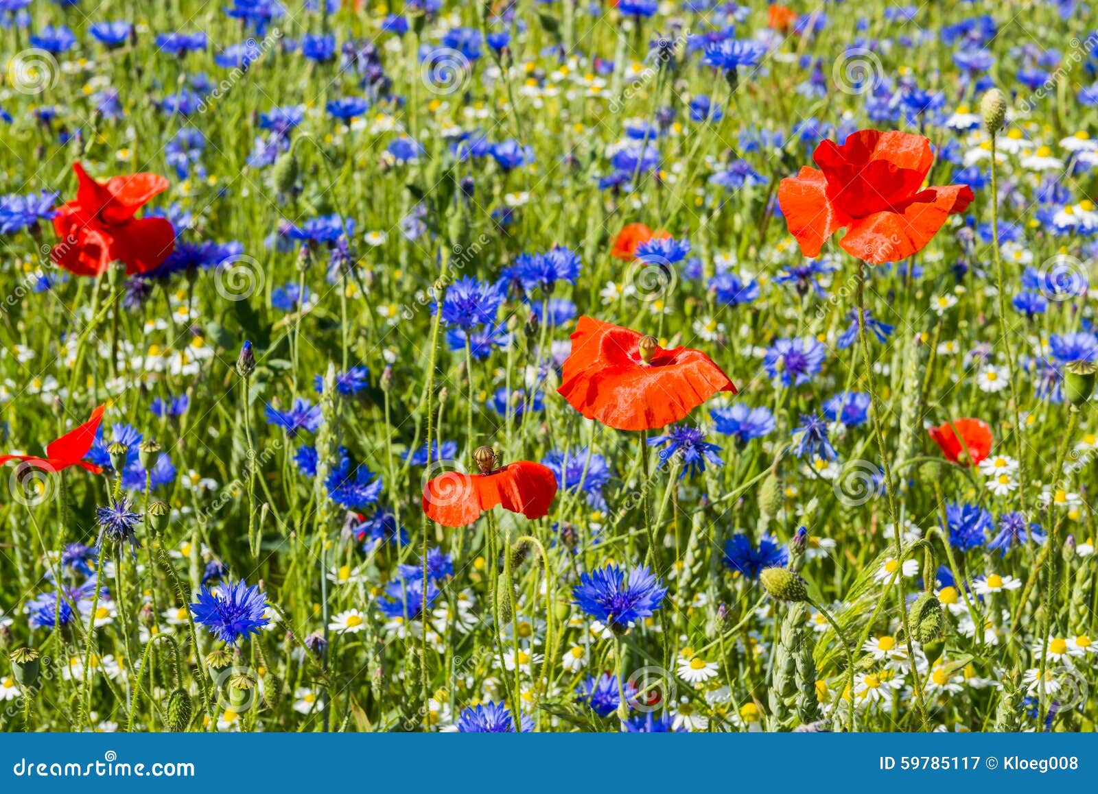 Cornflower and Poppy stock image. Image of natural, background 59785117