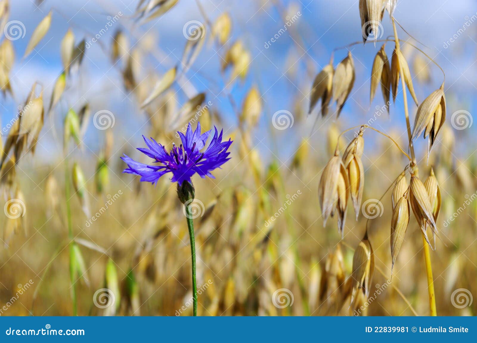 Cornflower sur une zone. image stock. Image du centrale 22839981