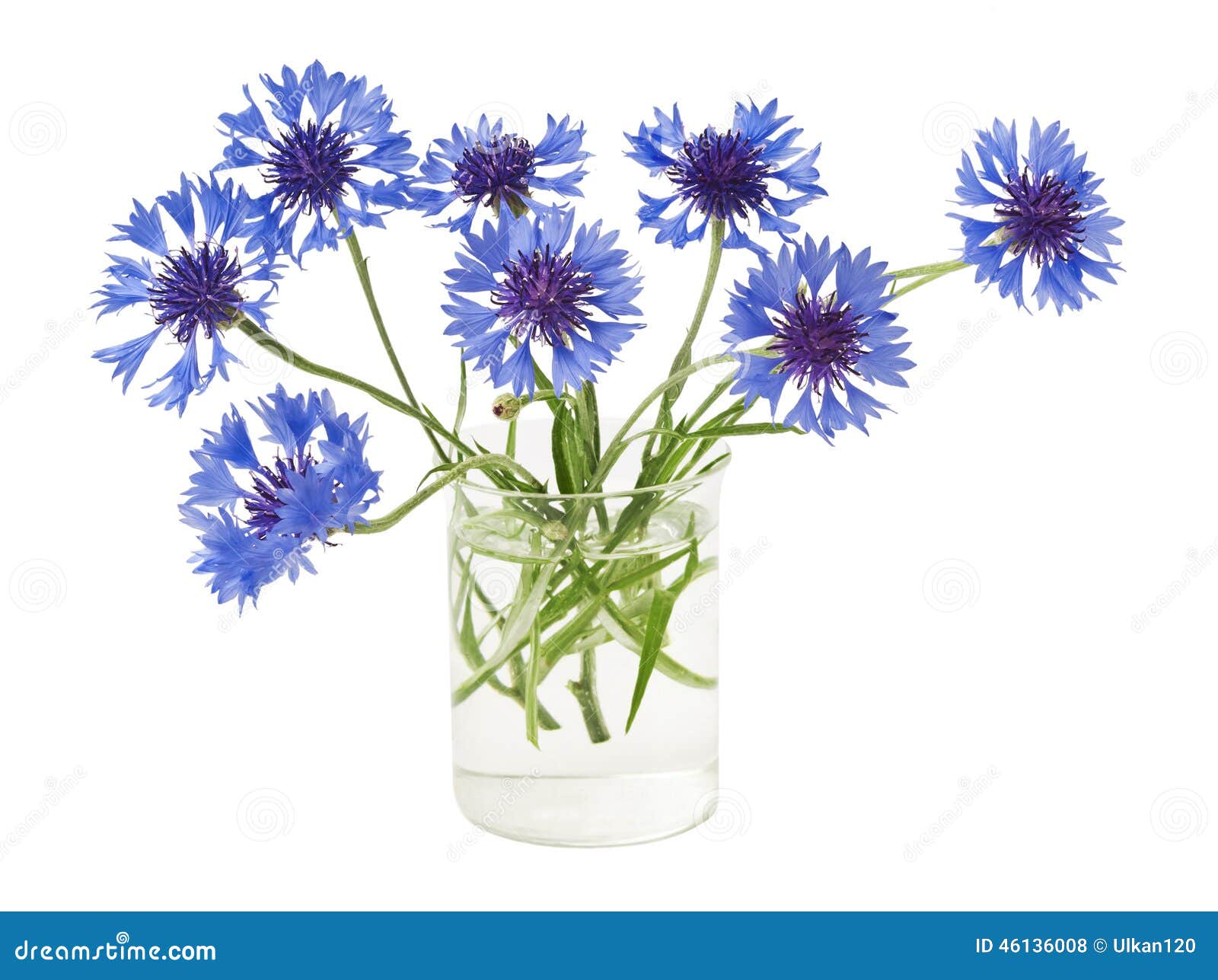 Cornflower in the vase stock photo. Image of botany, object 46136008