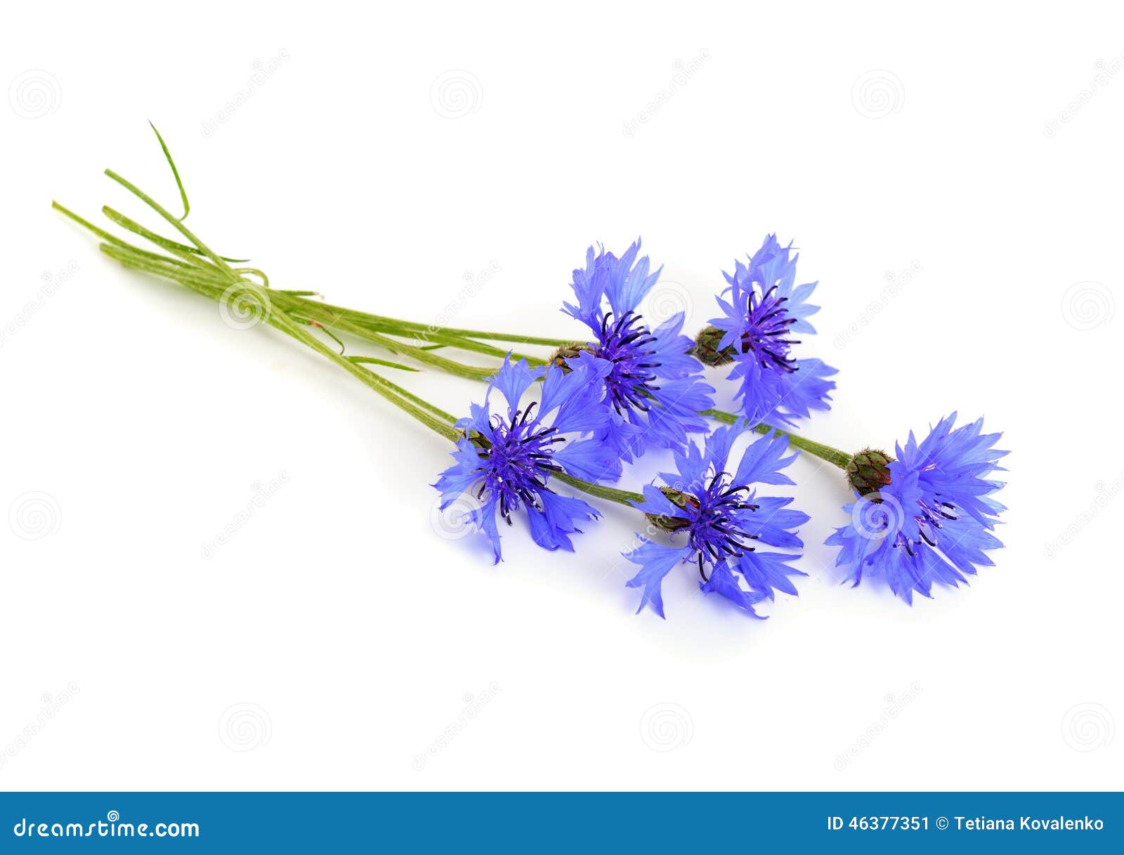 Cornflower stock image. Image of medicine, blue, flowers 46377351