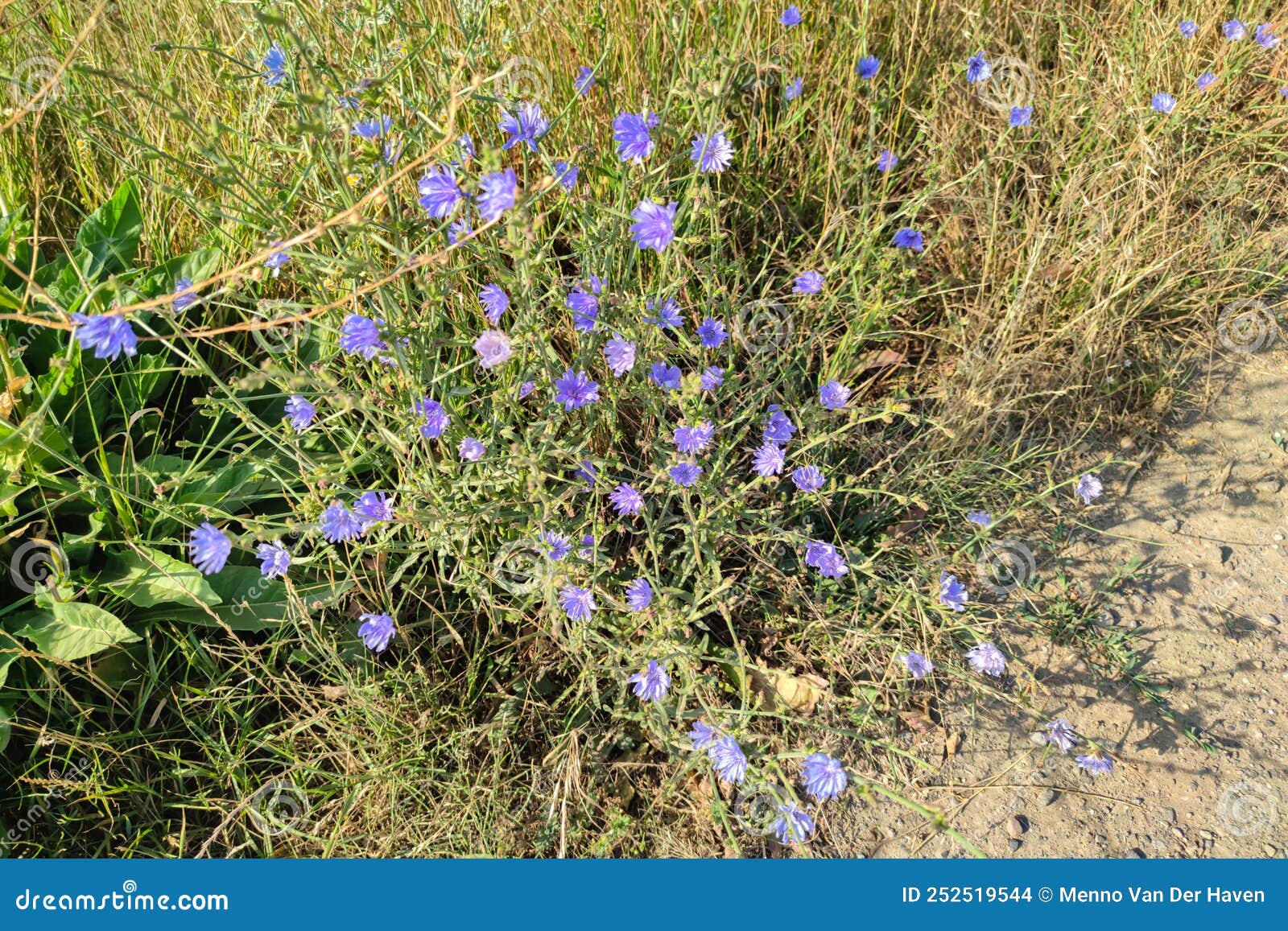 Cornflowers Along the Side of the Road Stock Photo Image of garden