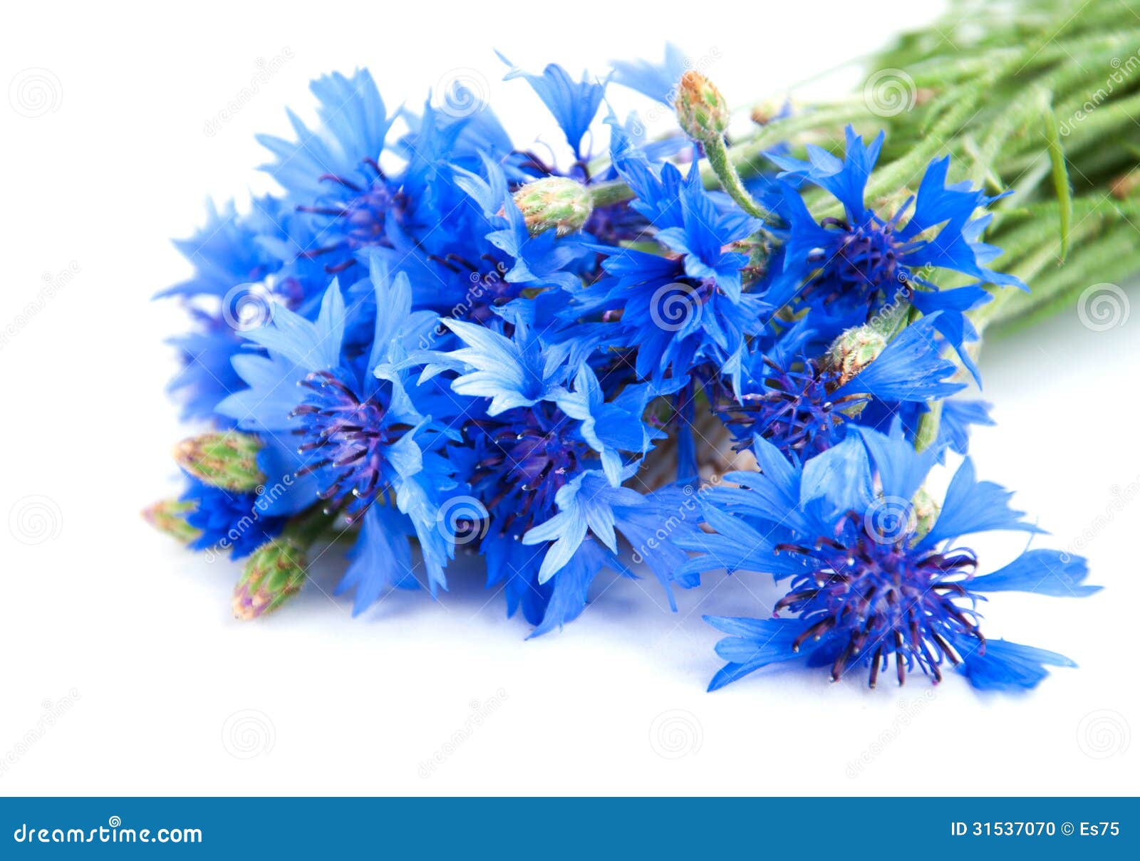 Cornflowers stock photo. Image of botany, wildflower 31537070