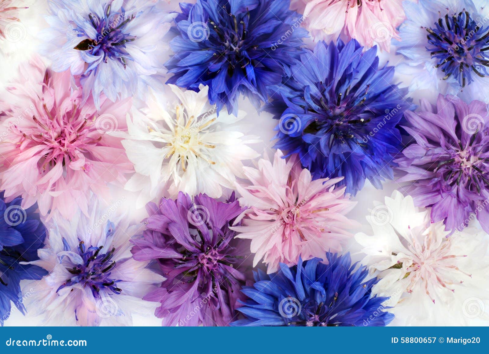 Cornflowers. stock image. Image of cornflowers, colorful 58800657